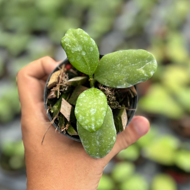 Hoya oblongata