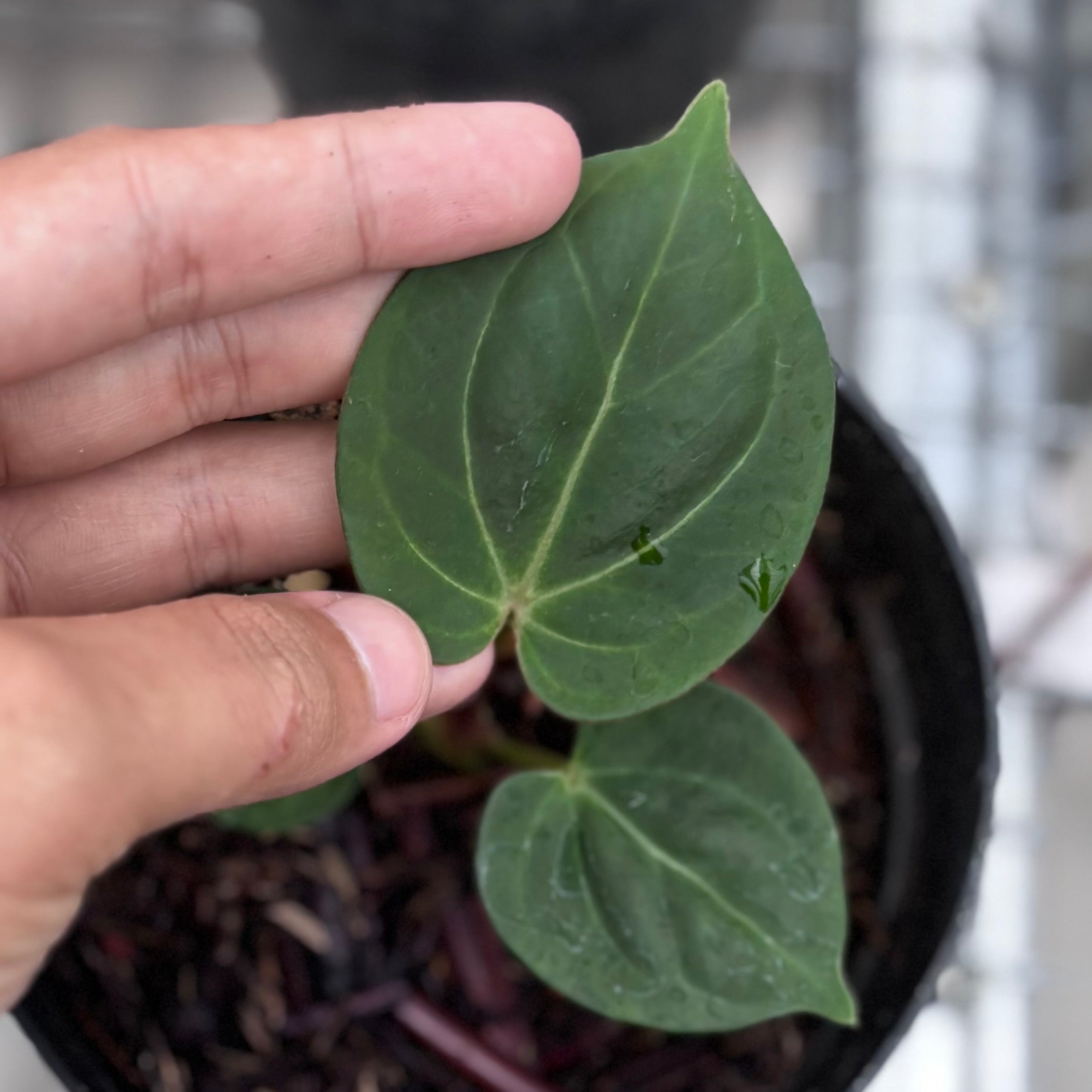 Anthurium king of spades - seedling
