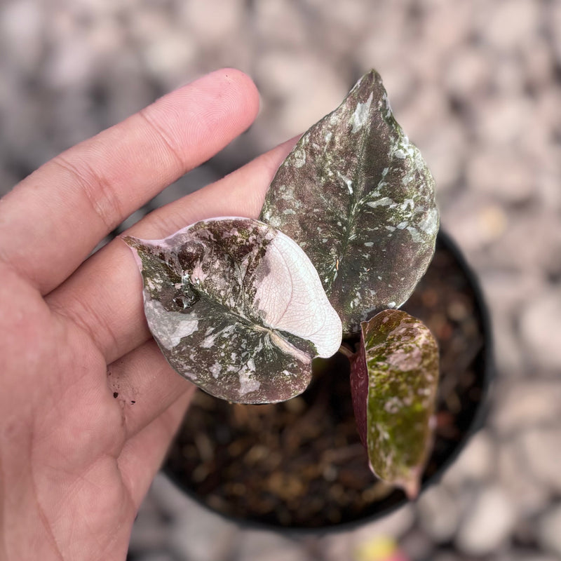 Alocasia cuprea variegated