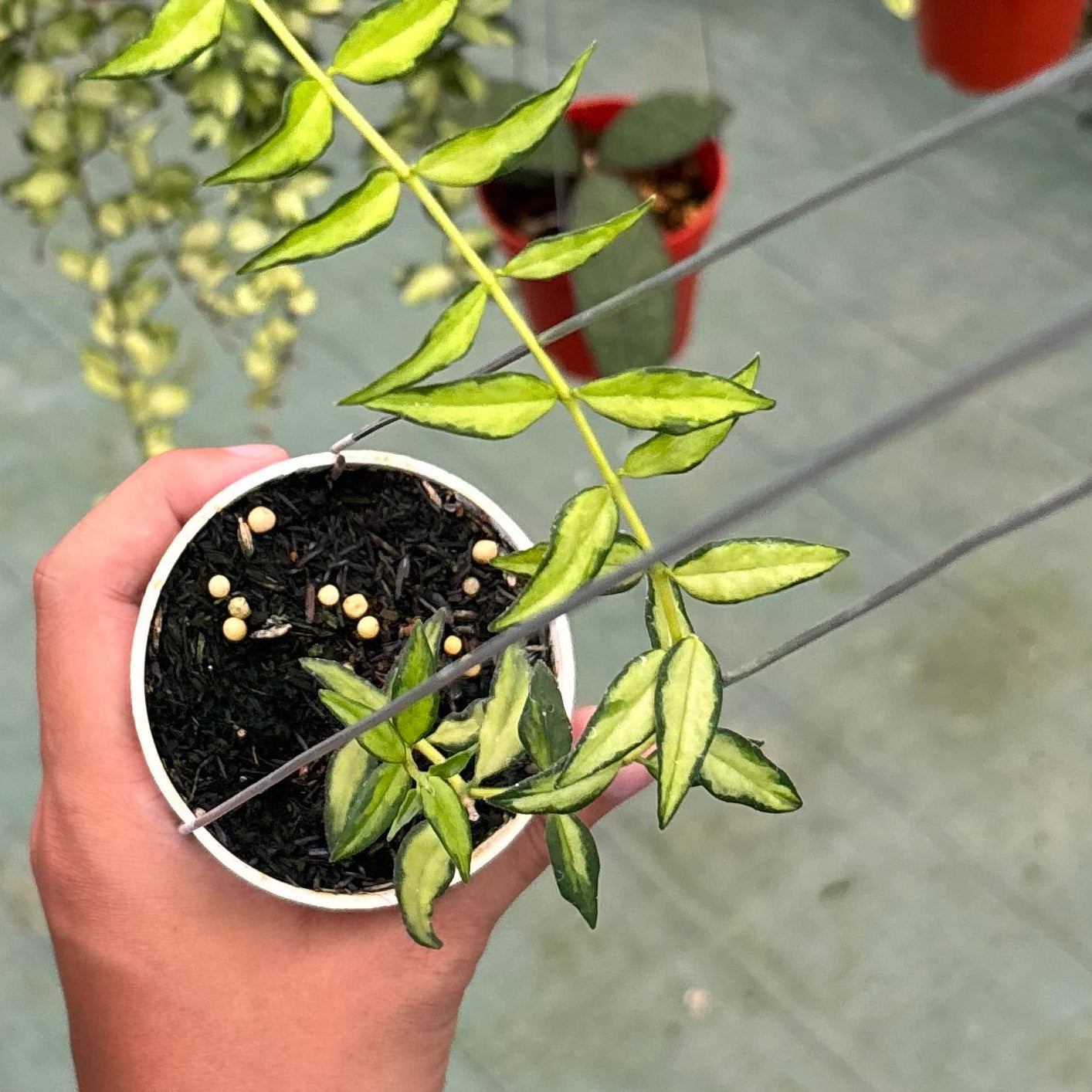 Hoya bella inner variegated