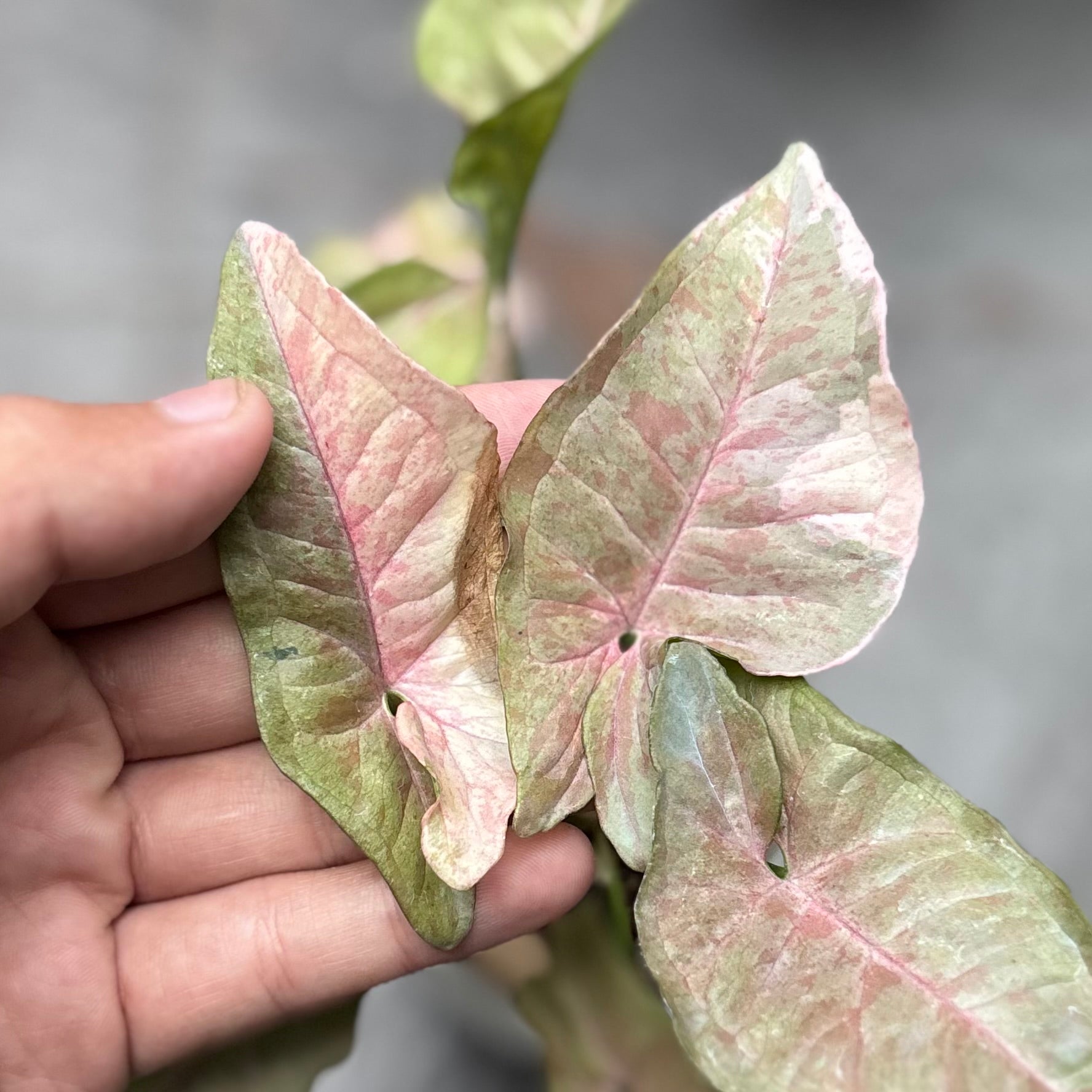Syngonium pink spot double variegated - PSDV