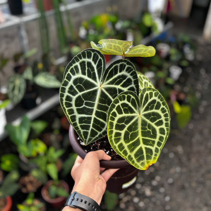 Anthurium queen clarinervium