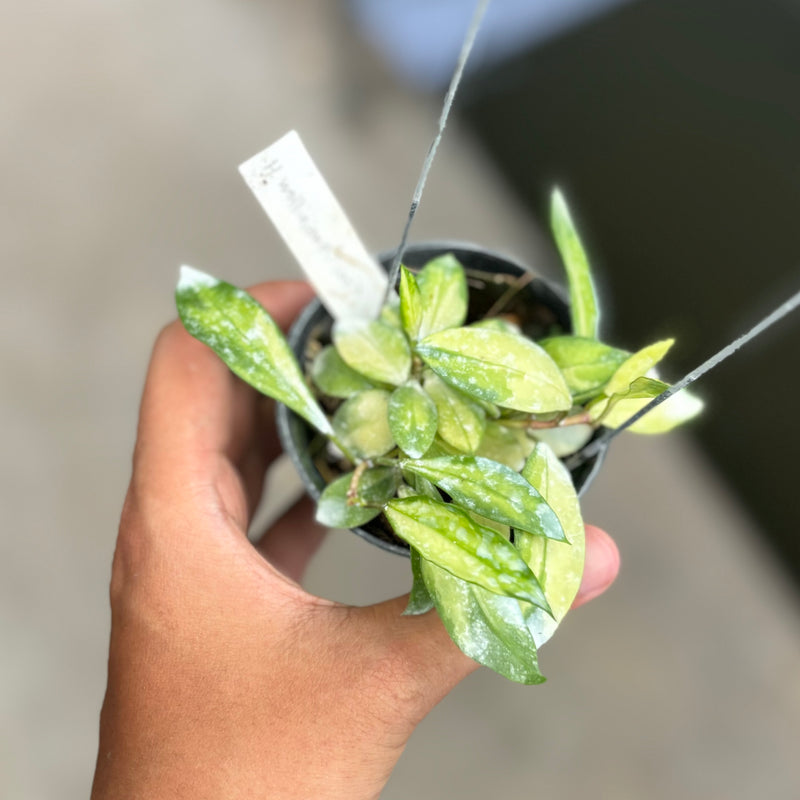 Hoya walliniana variegated