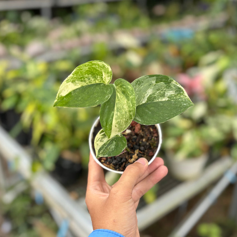 Scindapsus mangurai variegated