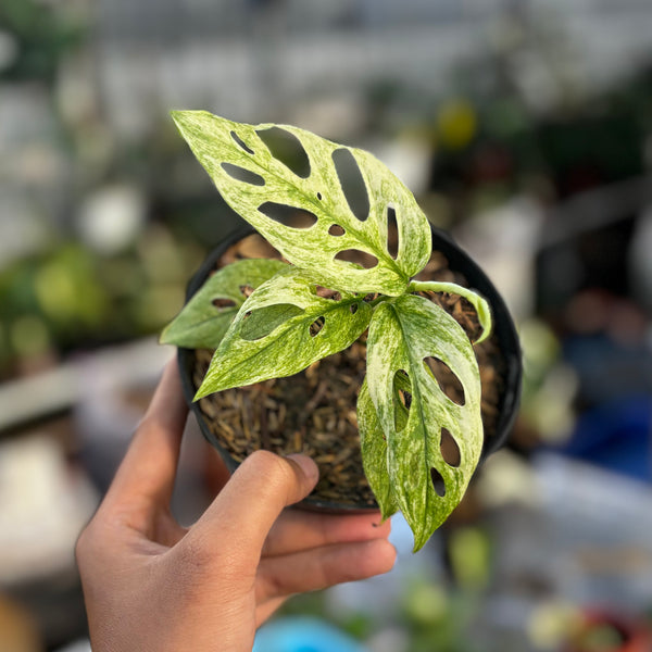 Monstera adansonii mint variegated