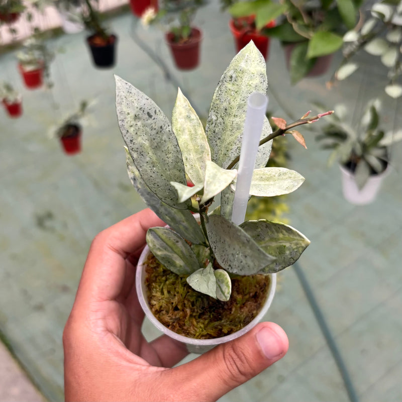 Hoya lacunosa winter pandora