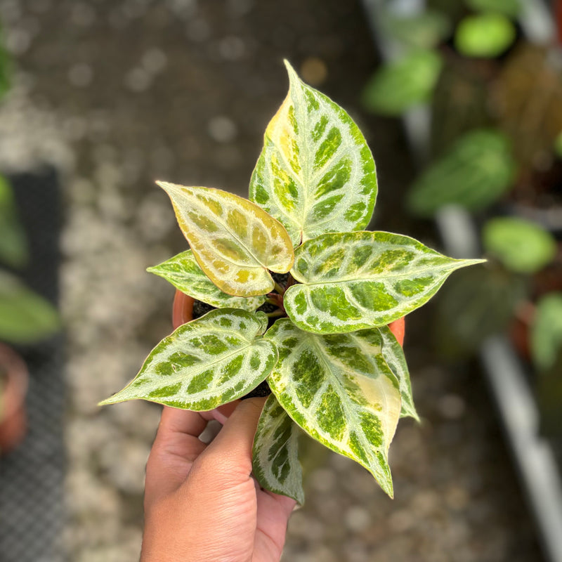 Anthurium crystallinum red space