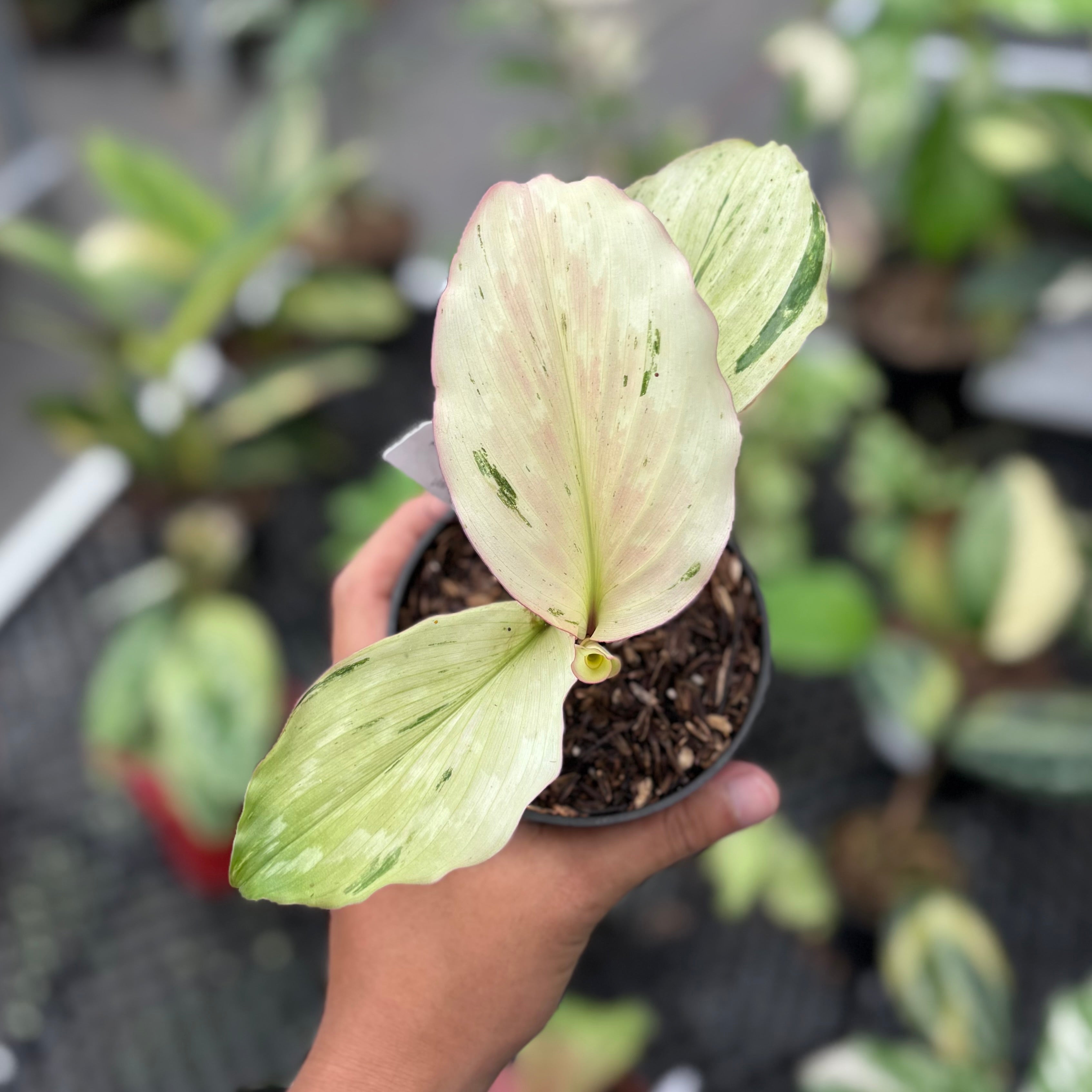 Kaempferia galanga variegated - aromatic ginger