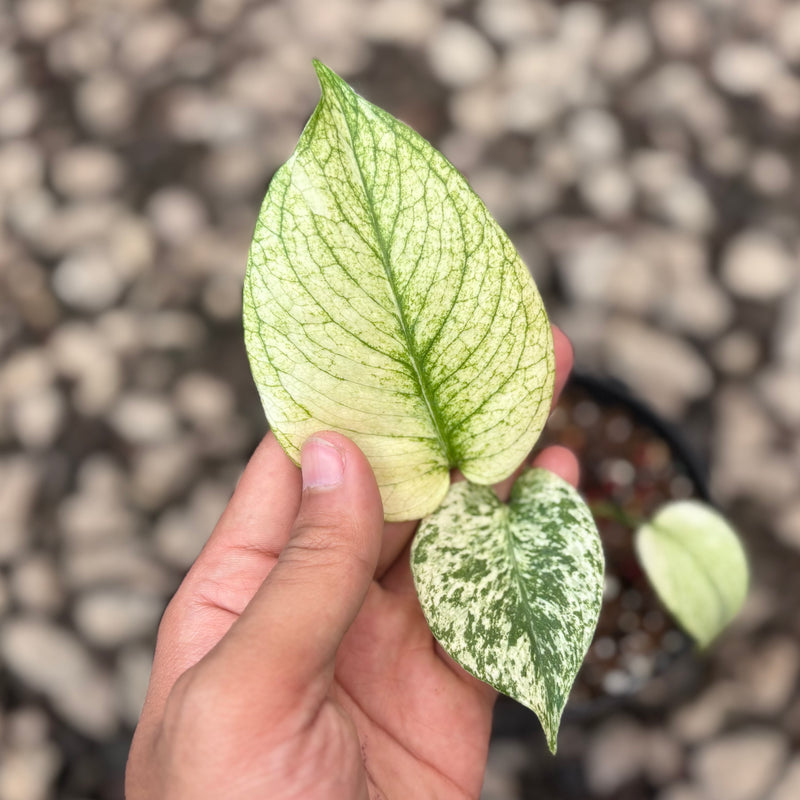 Monstera silver star variegated