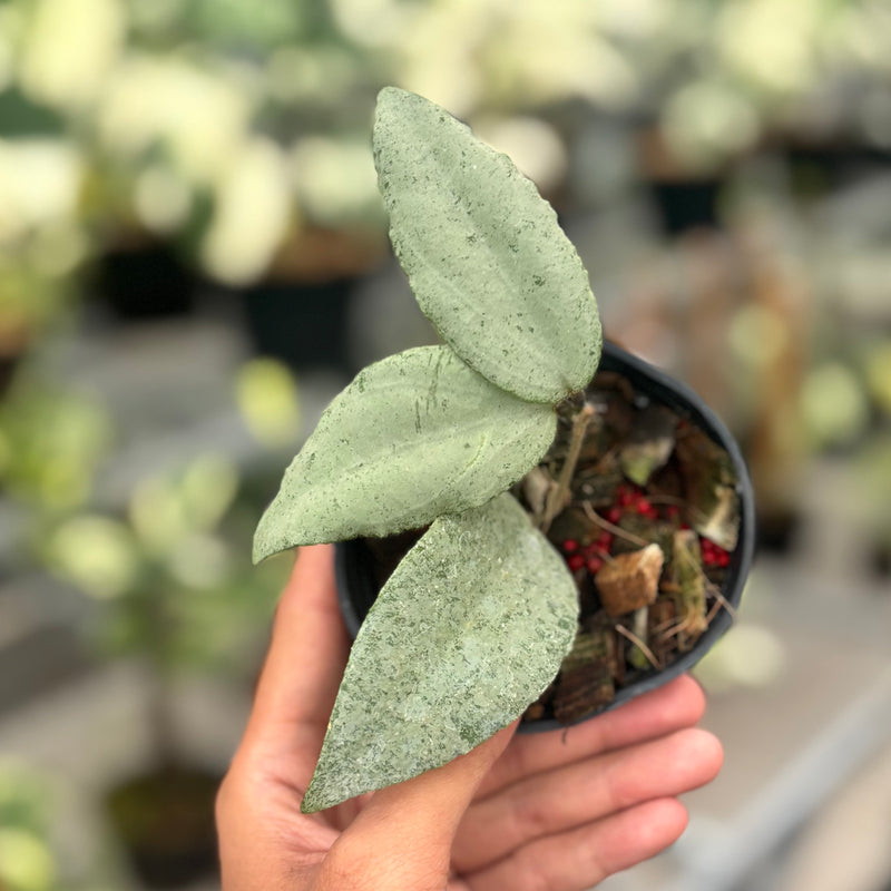 Hoya caudata argene