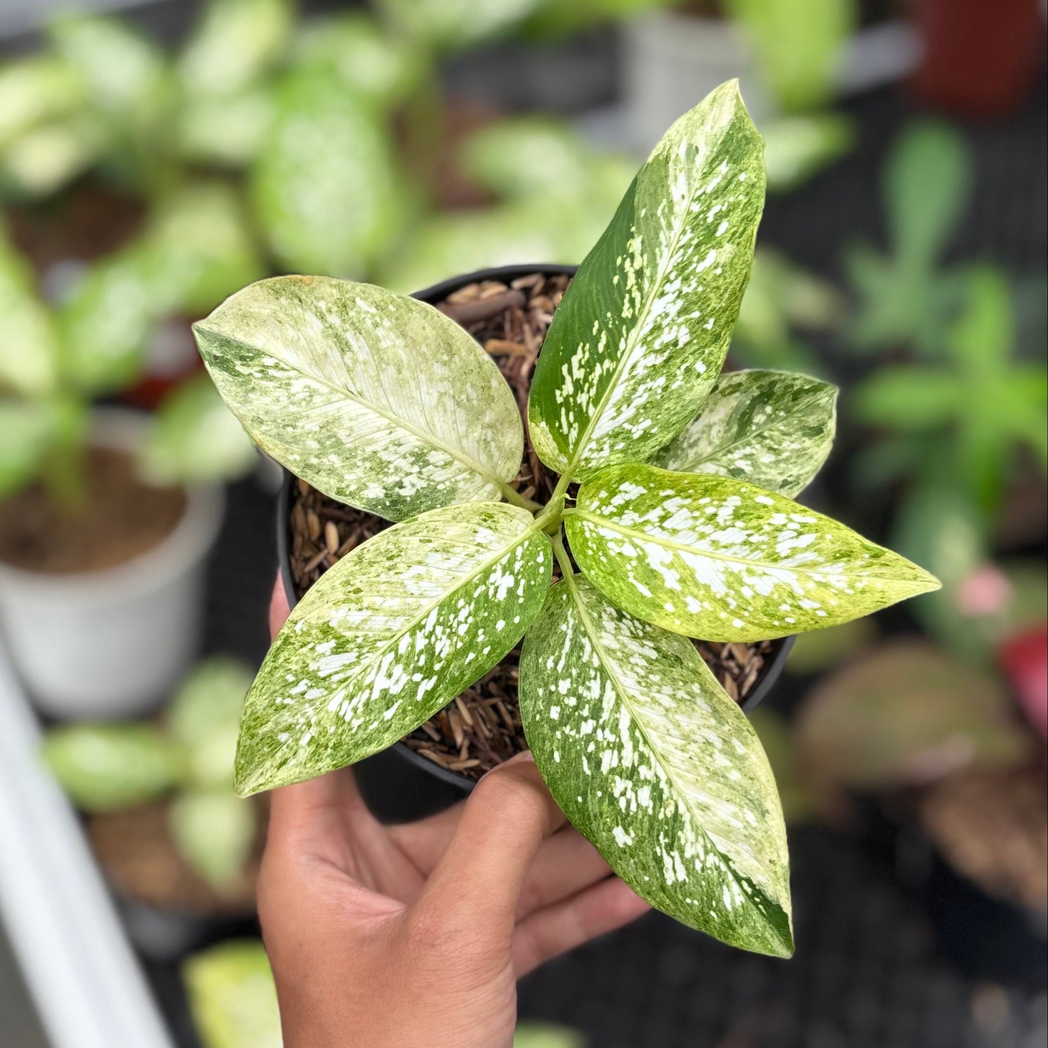 Dieffenbachia Aurea Variegated