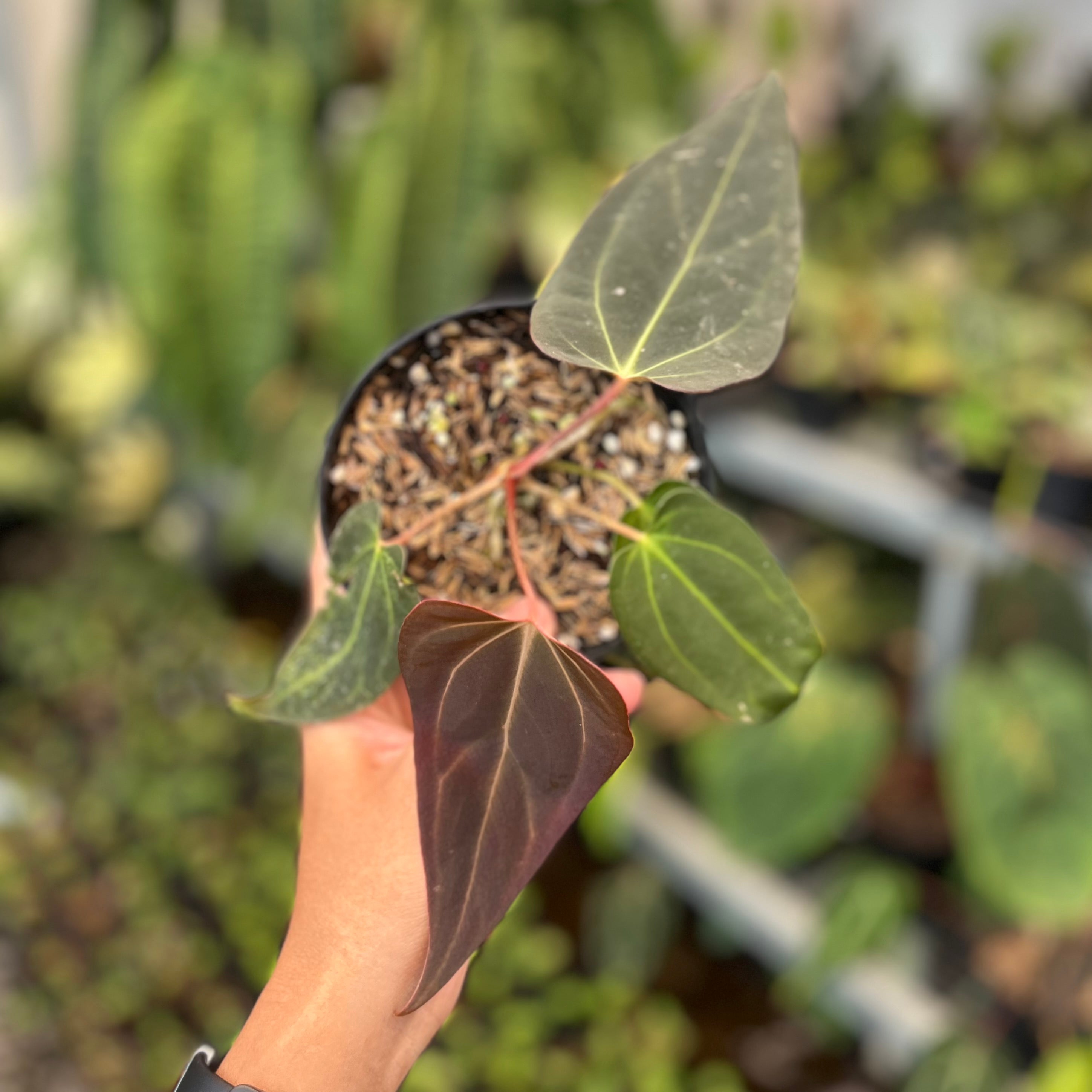 Anthurium hybrid