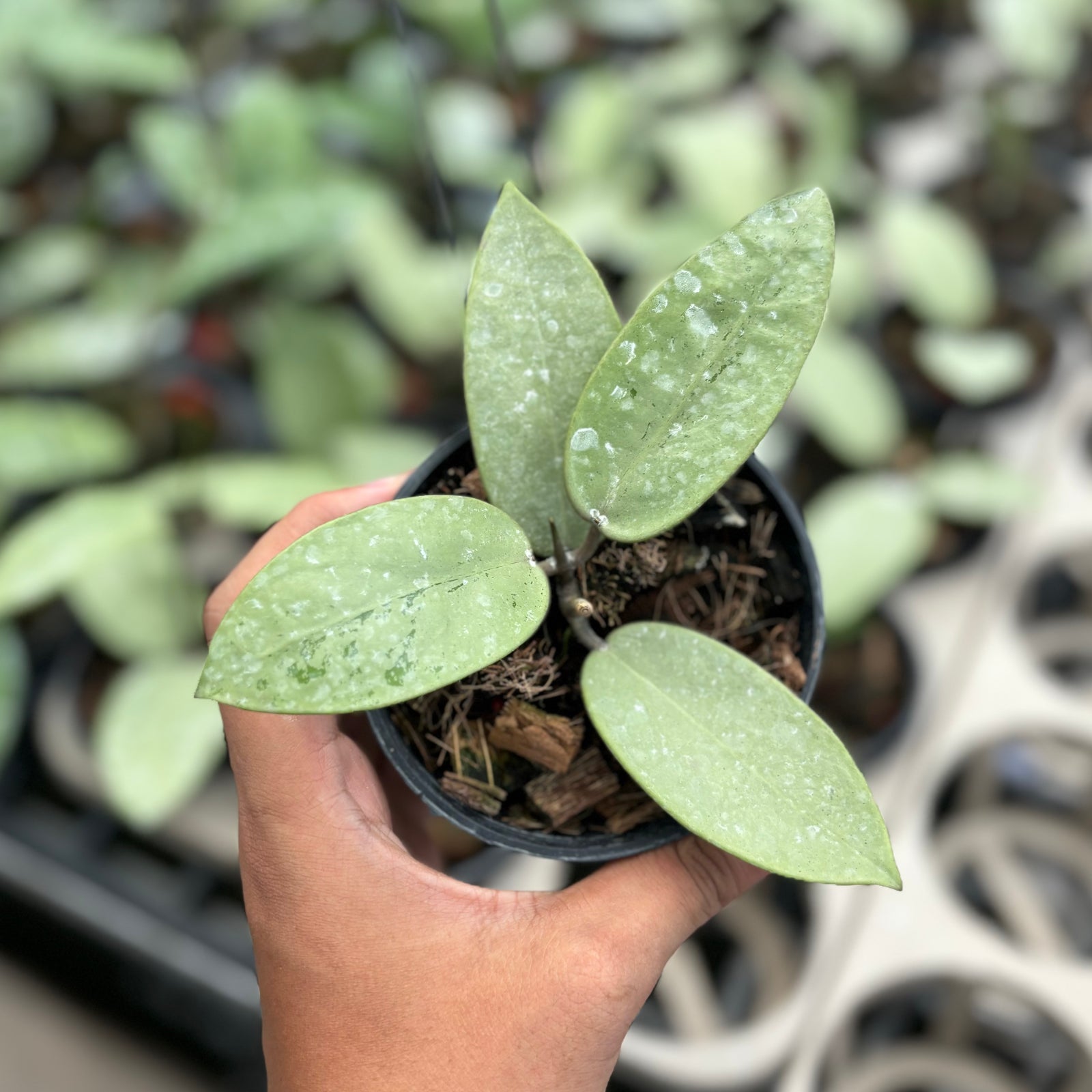 Hoya deals Silver Dollar | Rooted 1-leaf cutting | Free shipping