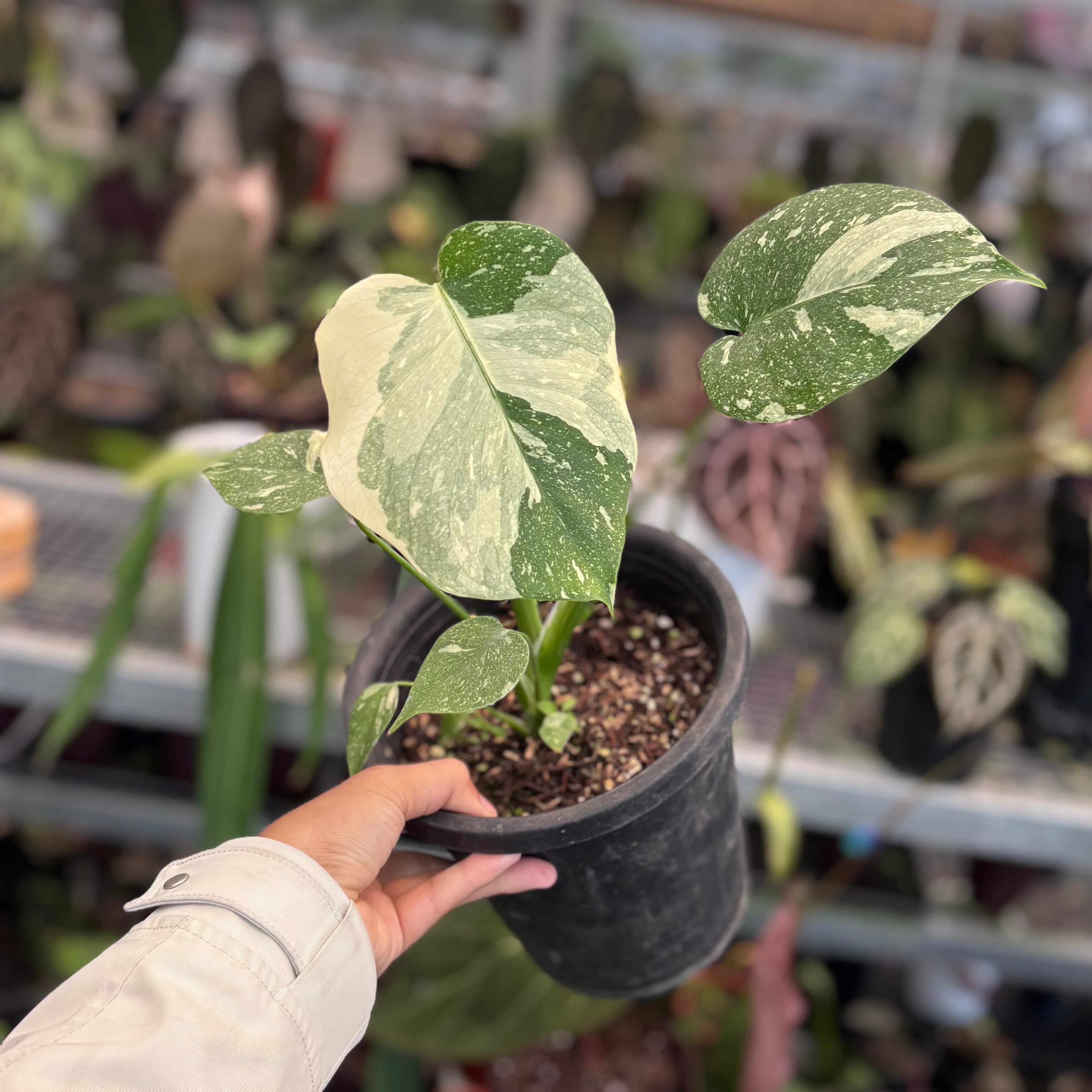 モンステラ ホワイトスノー Monstera White  信頼輸入4 Monstera white snow variegated