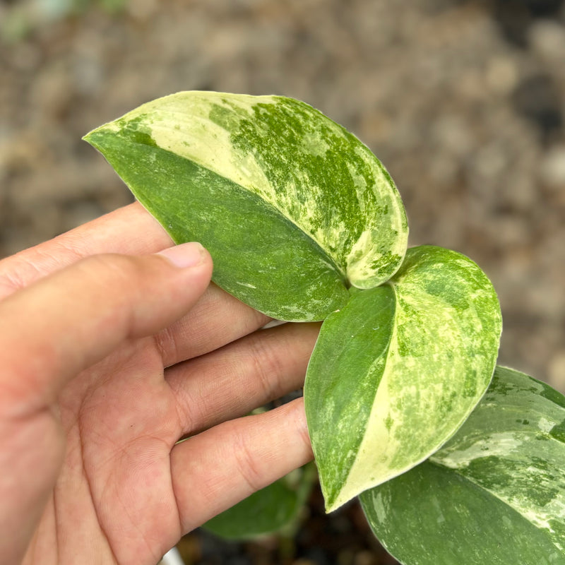 Scindapsus mangurai variegated