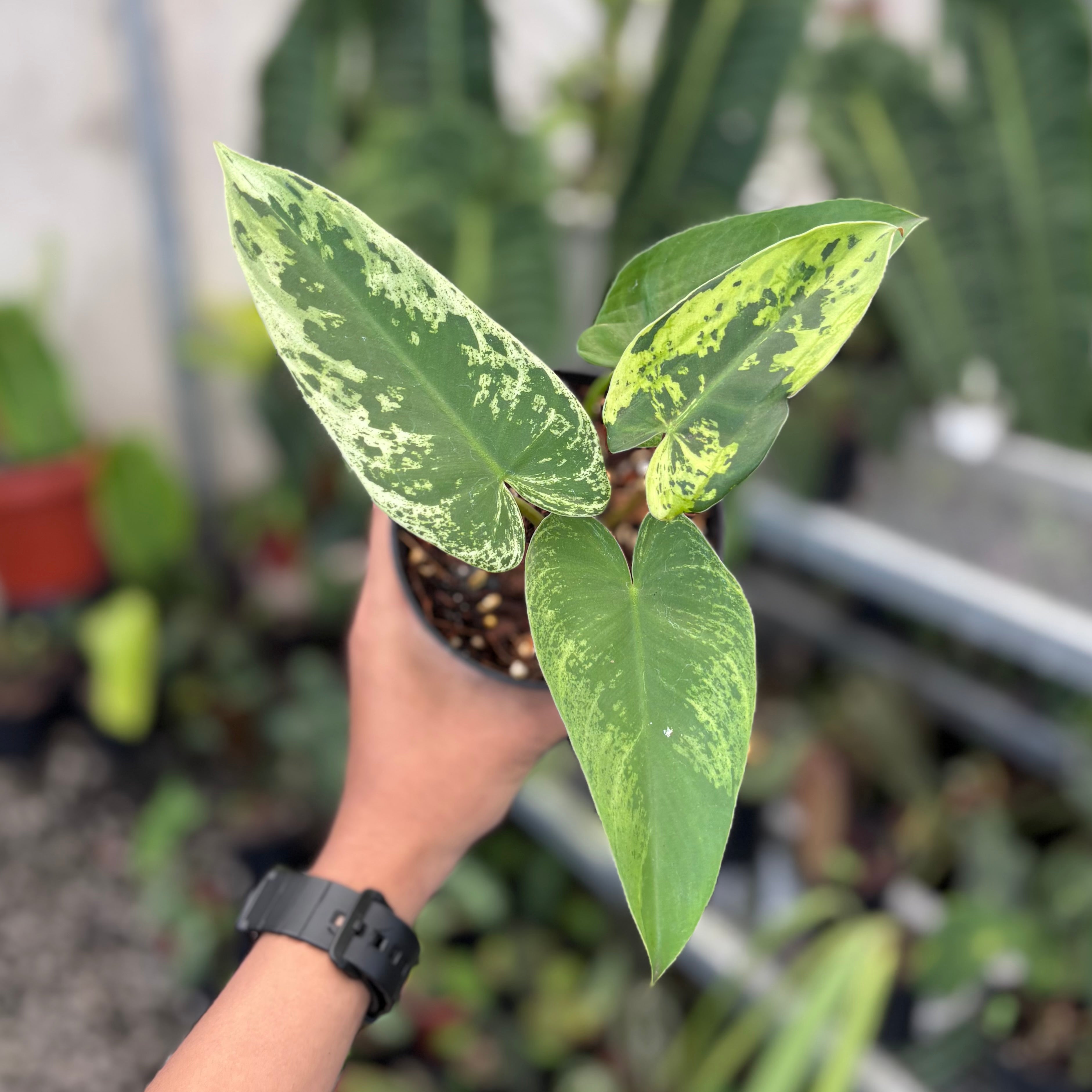 Philodendron ilsemanii variegated