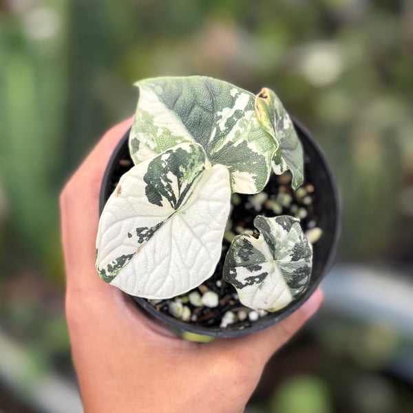 Aloacasia melo variegated – Aroid Market