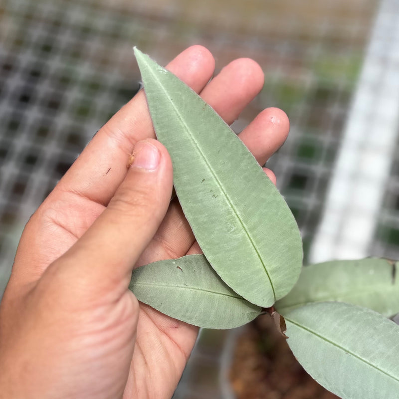 Labisia pumila silver narrow