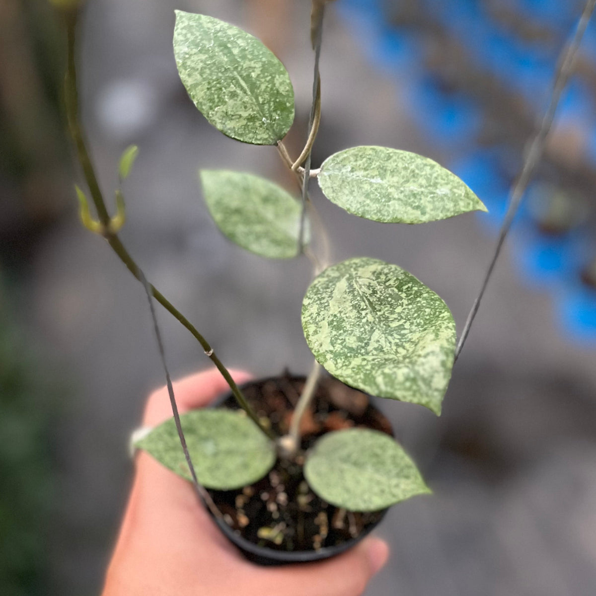 Hoya verticillata silver galaxy sp Pemalang
