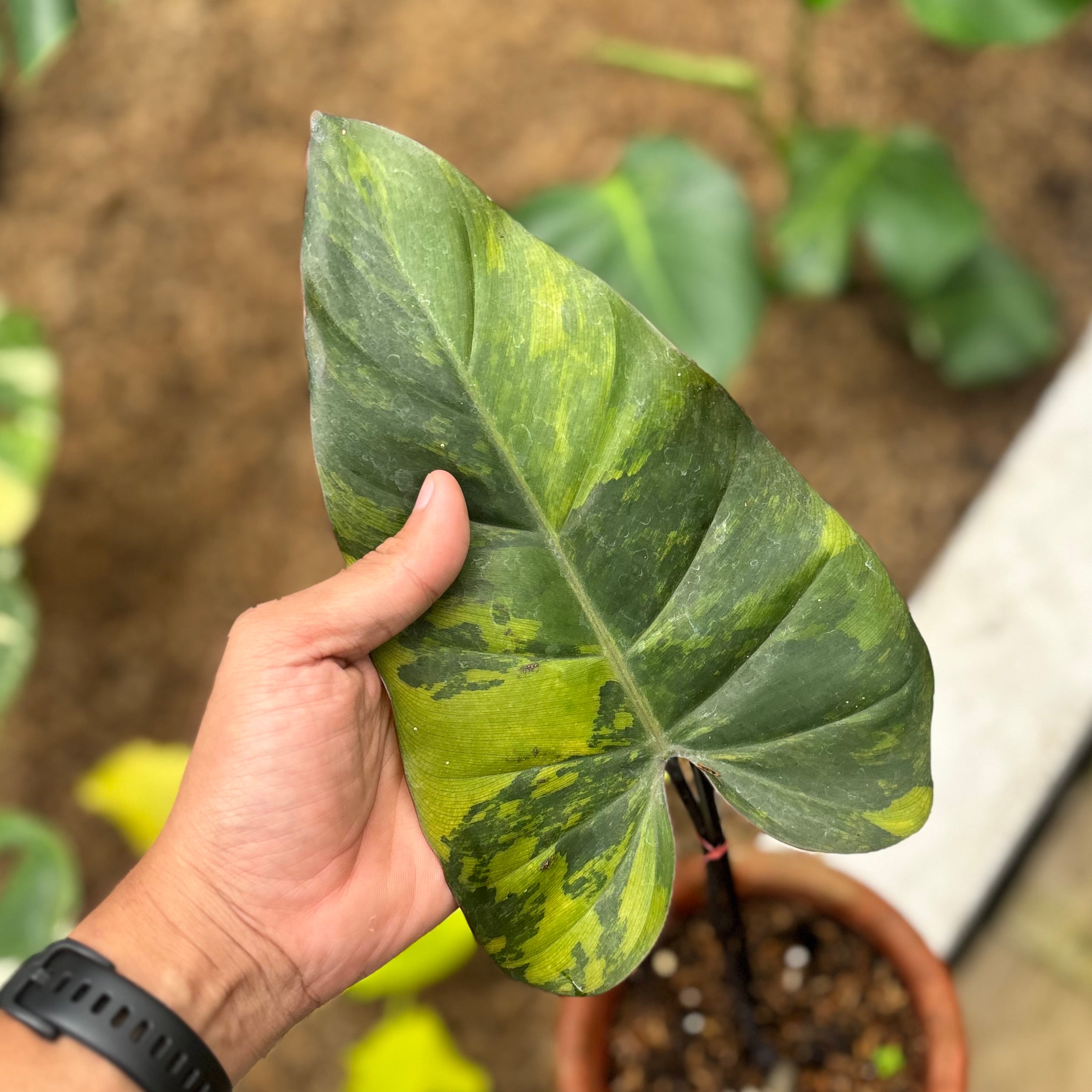 Philodendron dark lord variegated - cuttings 1 leaf
