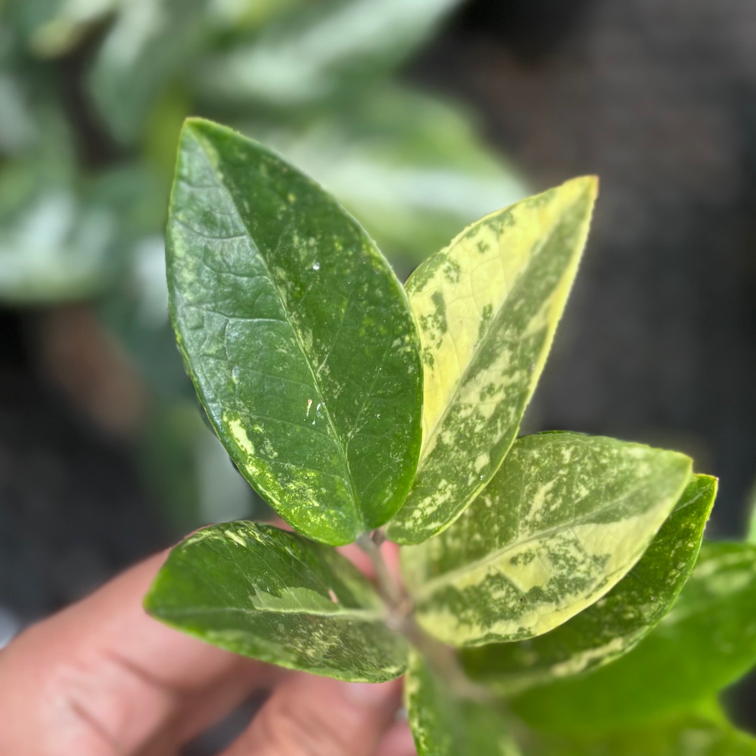 Zamioculcas zamiifolia variegated - ZZ plant