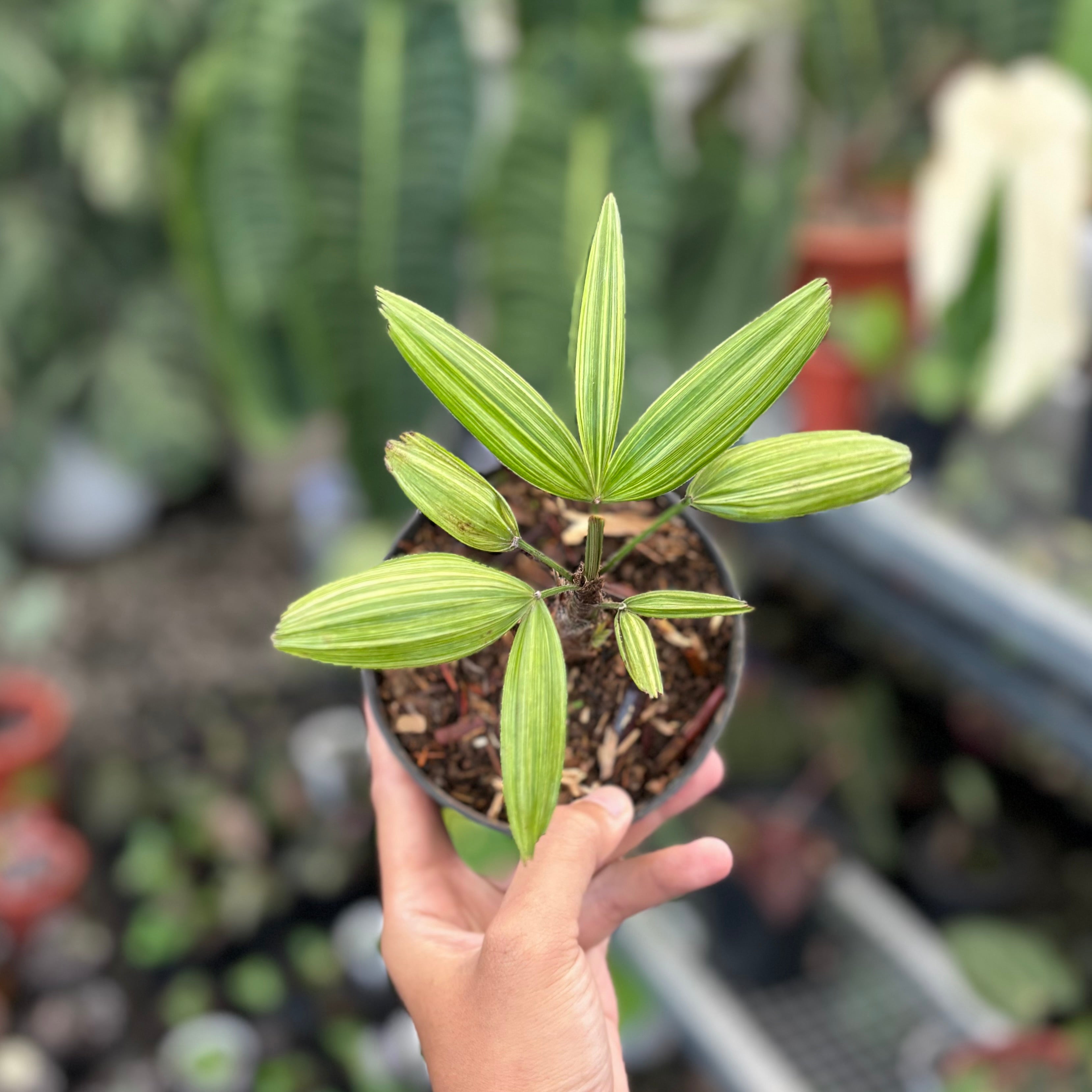 Palm rhapis excelsa (lady palm) variegated