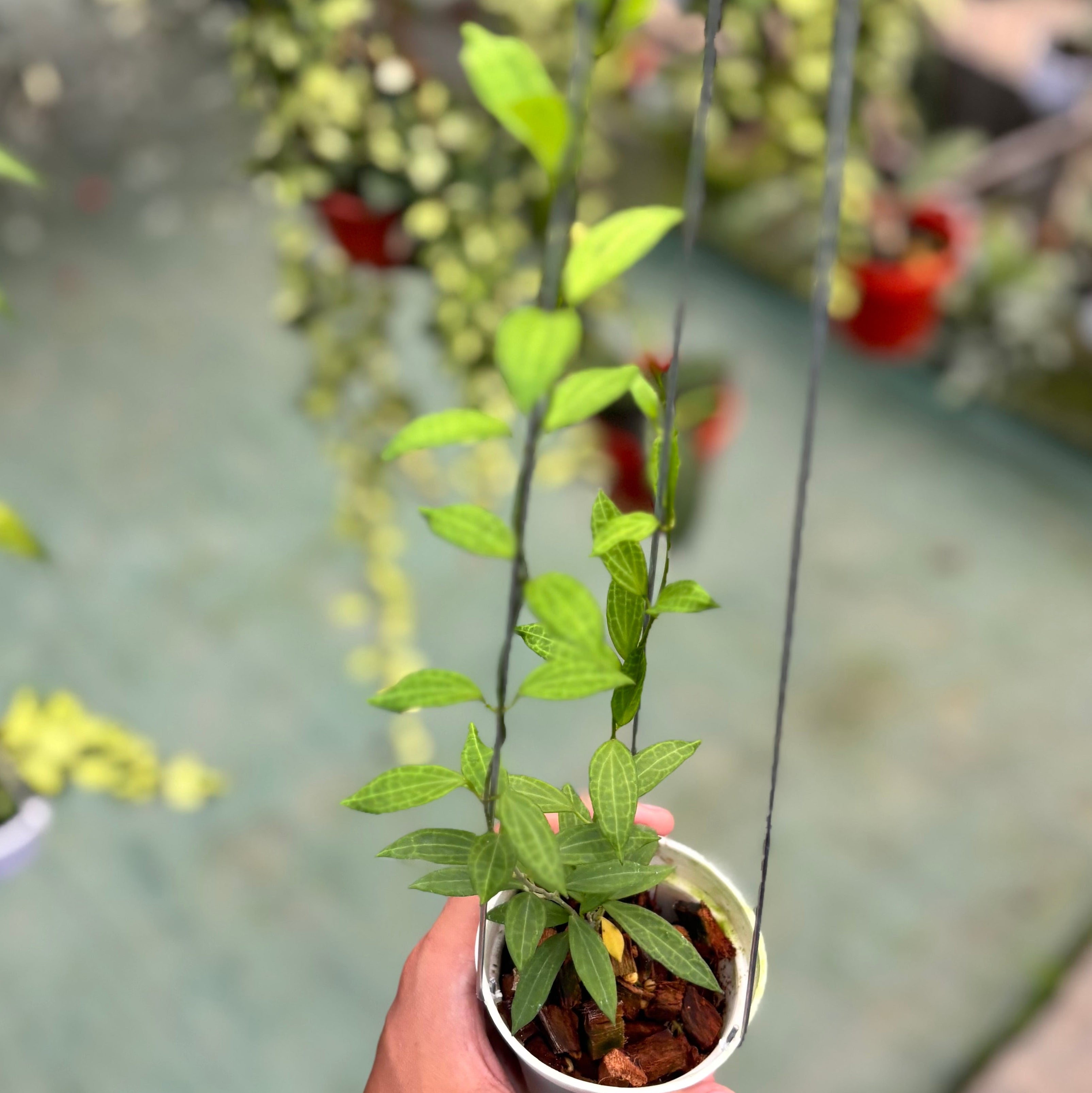 Hoya microdwarf