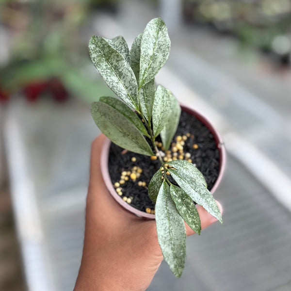 Hoya amicabilis silver