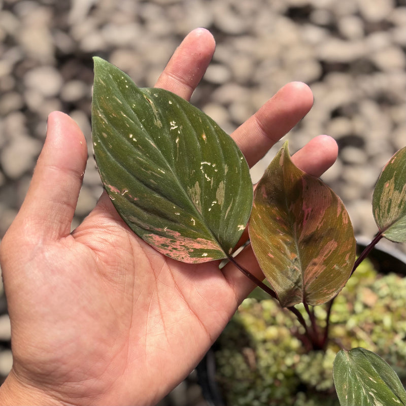 Homalomena humilis pink variegated