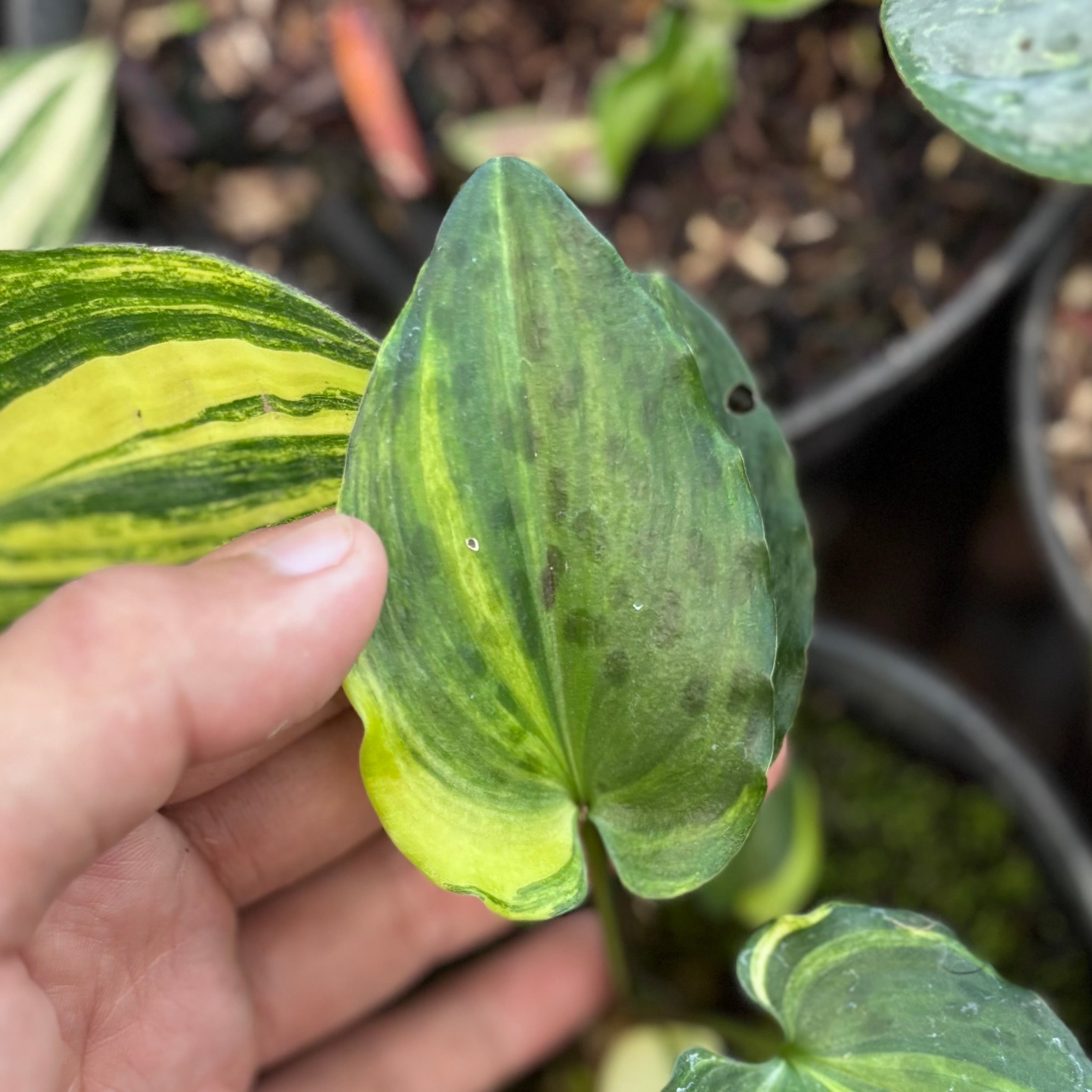 Drimiopsis maculata variegated