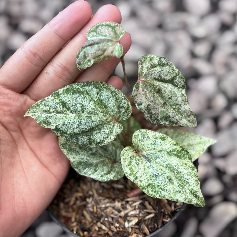 Piper sylvaticum variegated