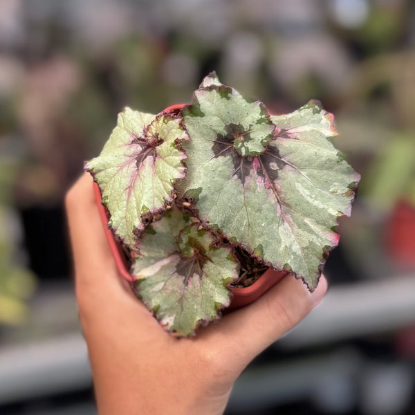 Begonia rex snail / ‘escargot’ silver variegated