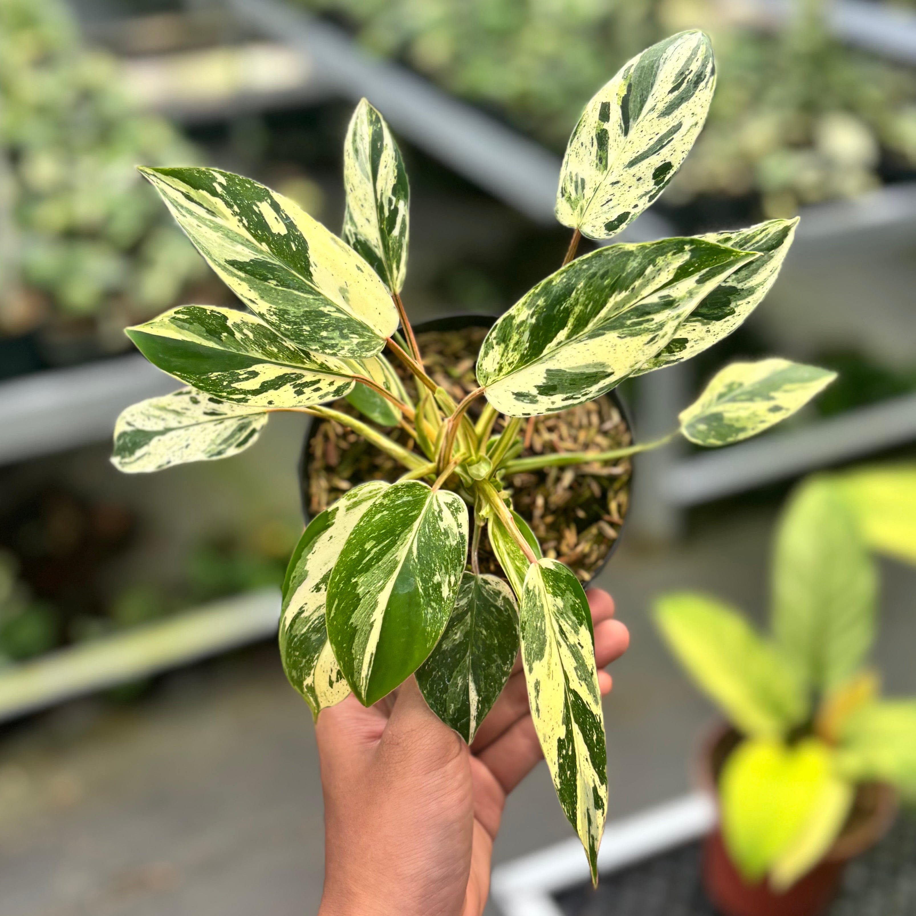 Philodendron Emerald Ice