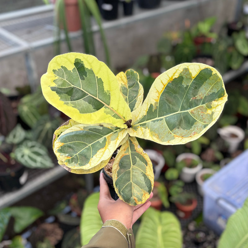 Ficus lyrata variegated