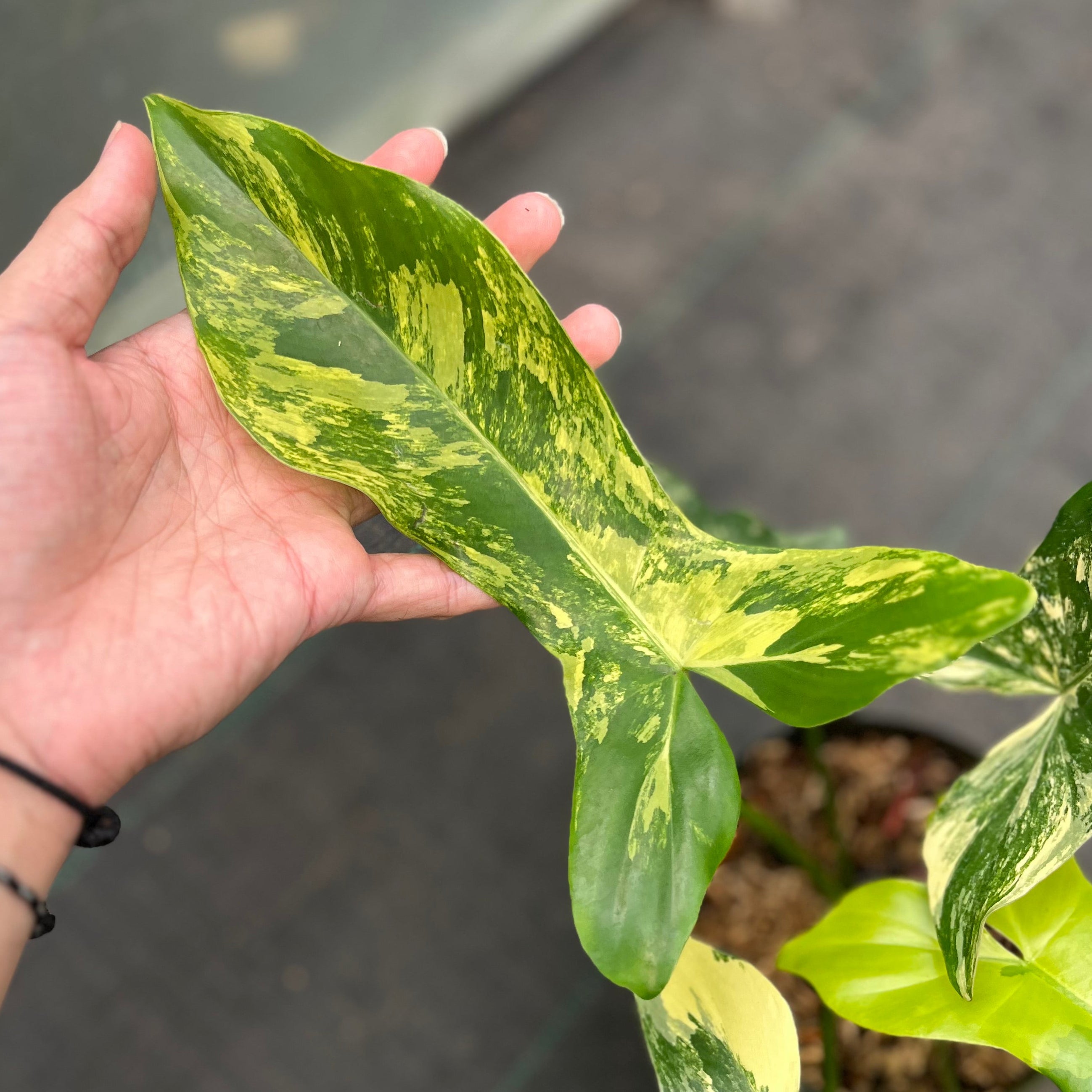 Philodendron paradise beauty (Florida beauty x Paraiso verde)