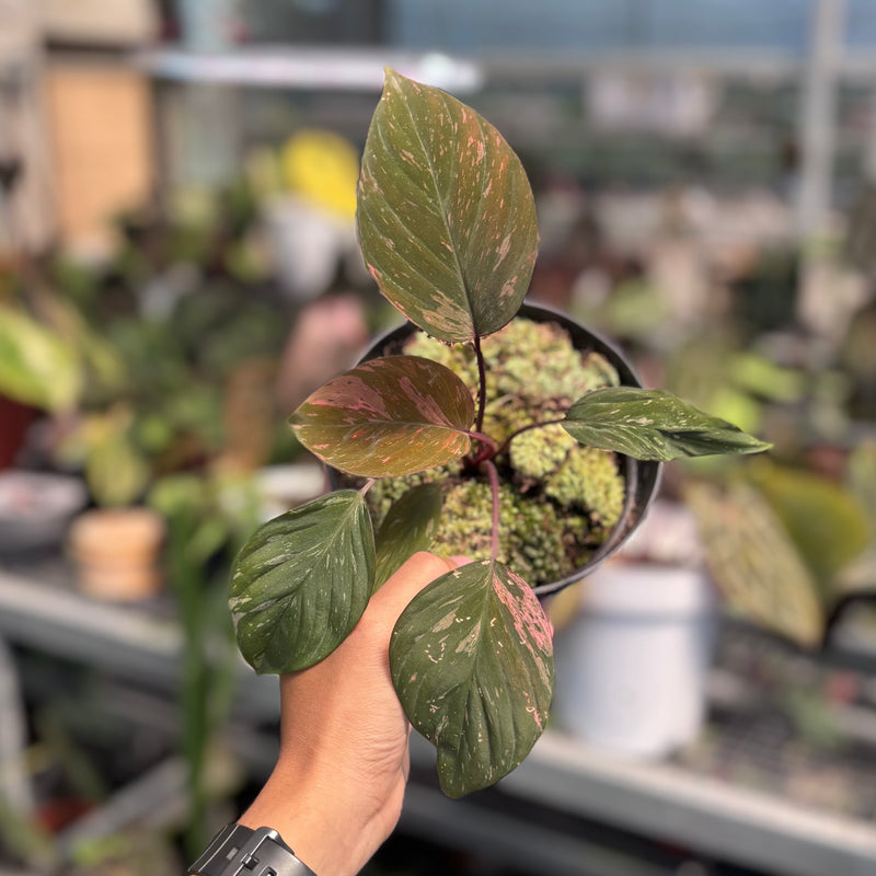 Homalomena humilis pink variegated