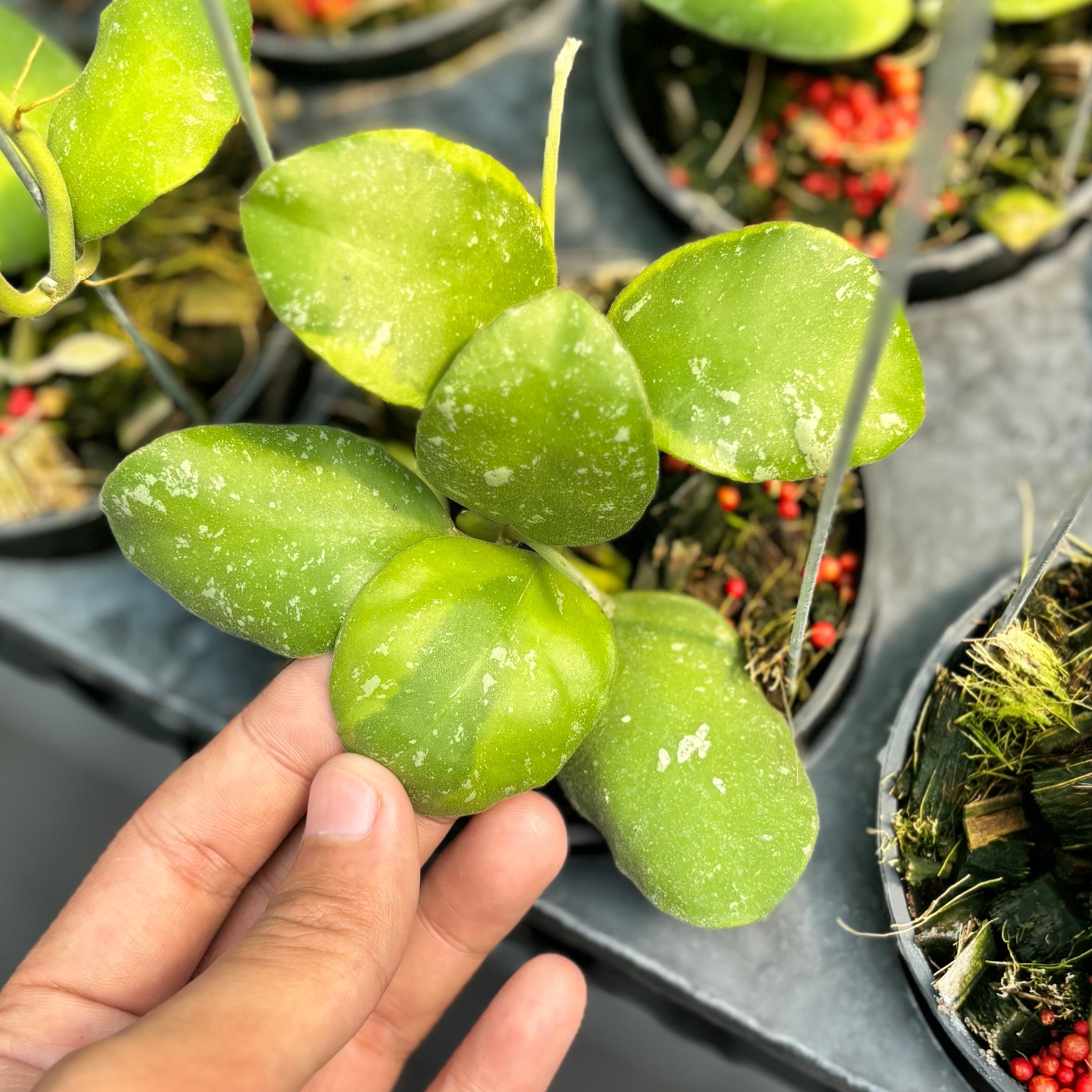 Hoya waymaniae albomarginata
