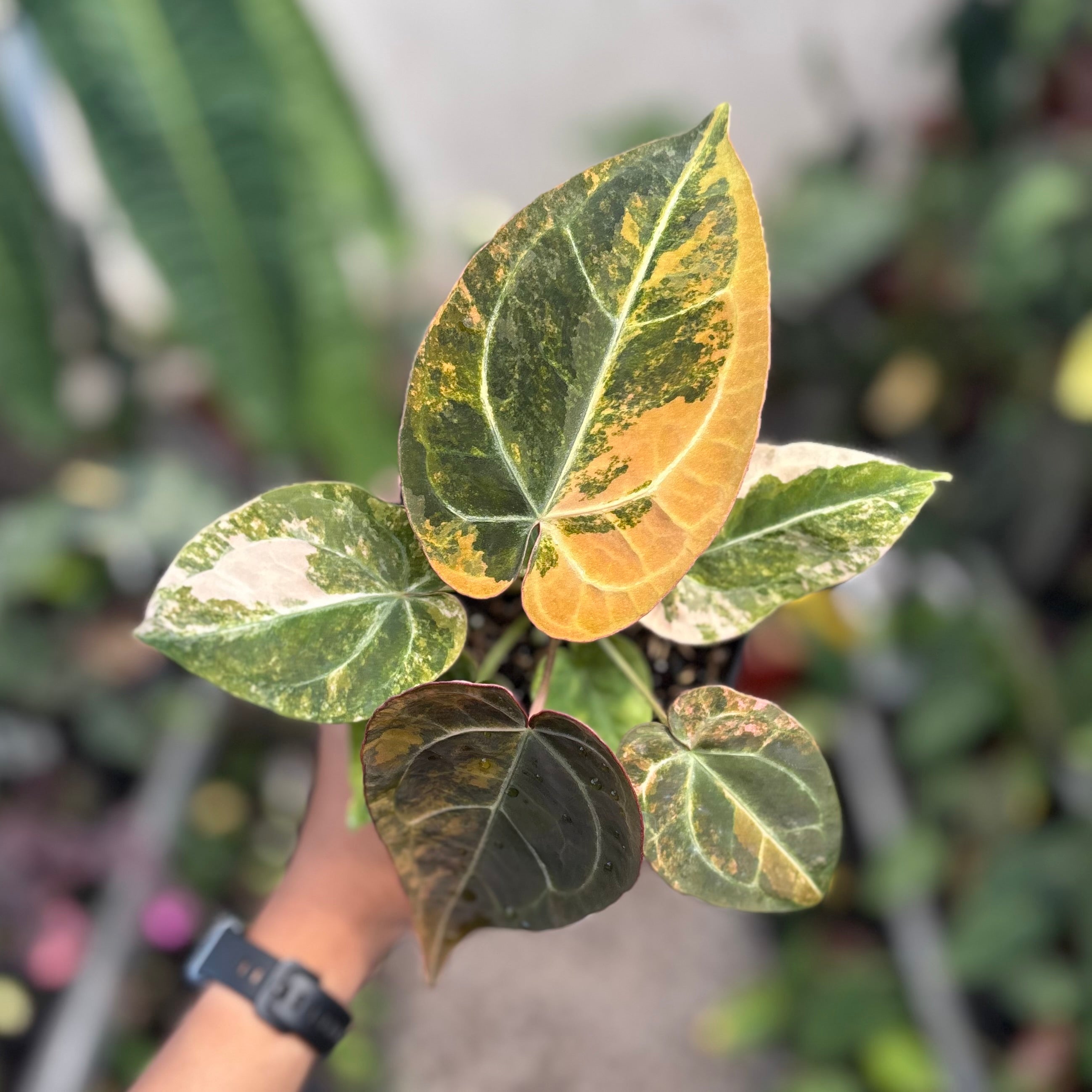 Anthurium papilillaminum variegated x red crystallinum
