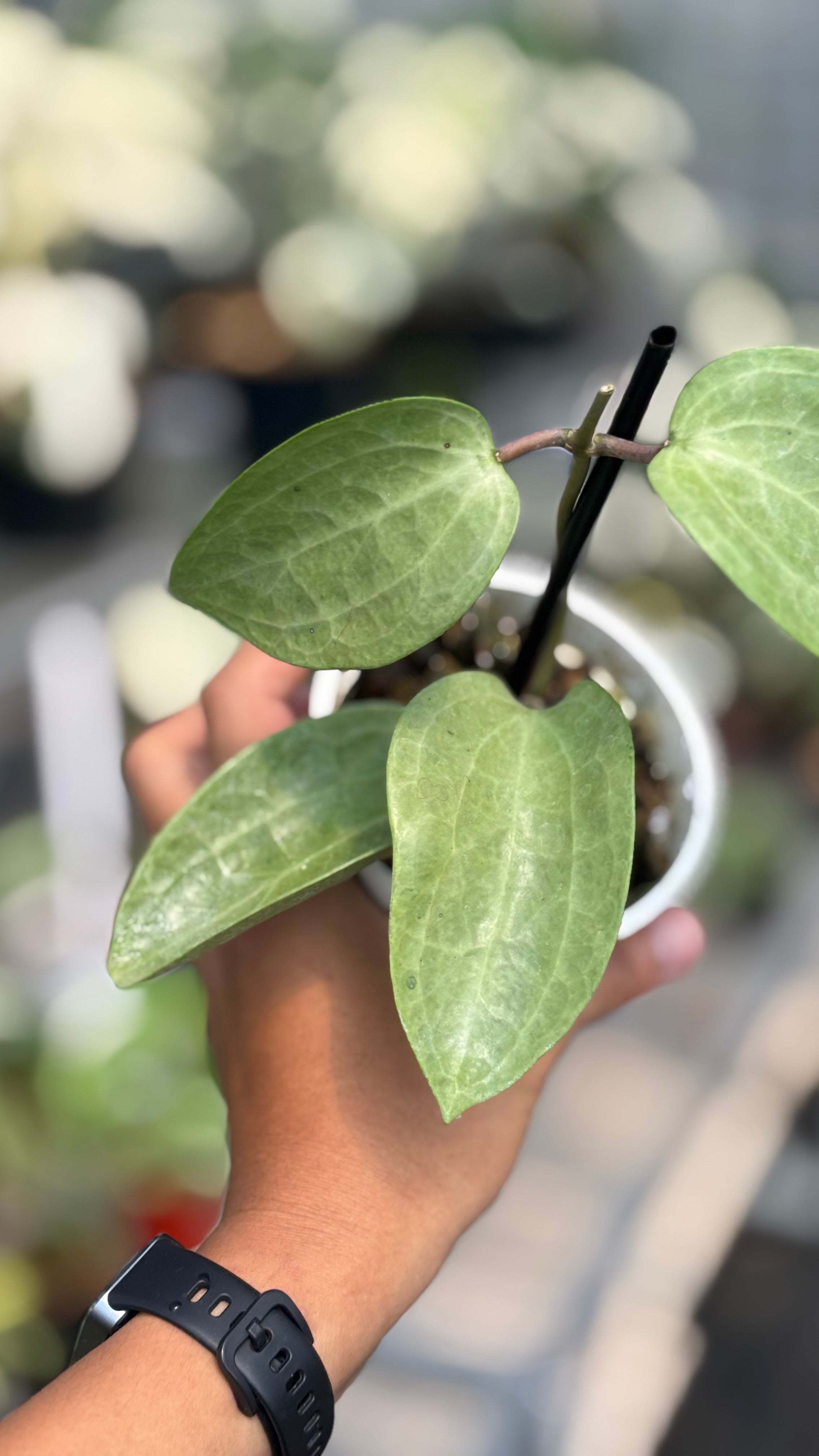 Hoya latifolia silver