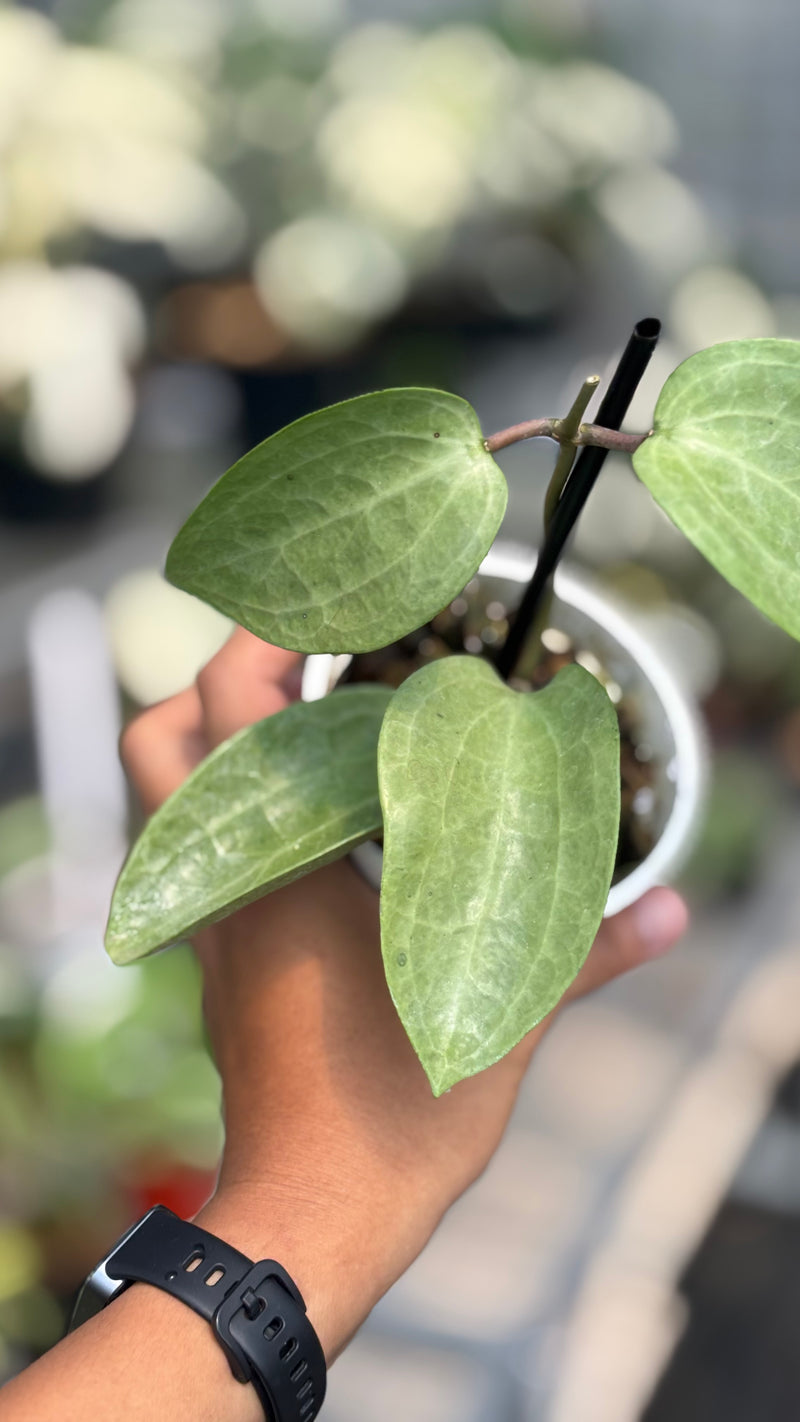 Hoya latifolia silver