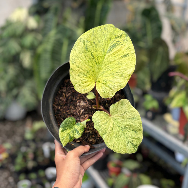 Homalomena pendula aurea variegated