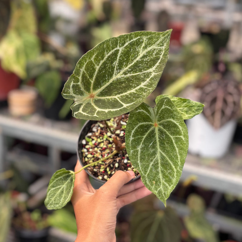 Anthurium red spider platinum variegated