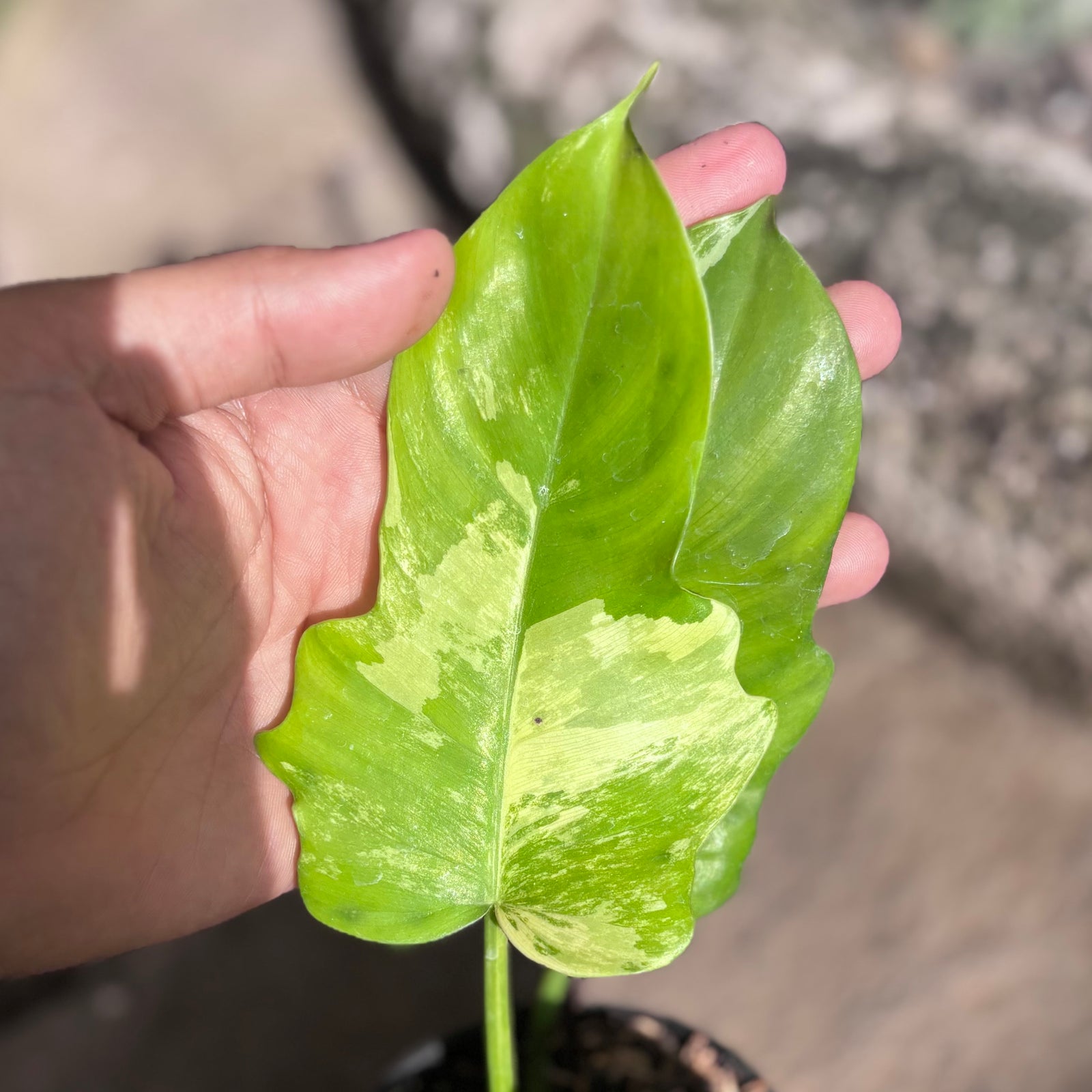 P. Radiatum x Florida Beauty x Mayoi② Philodendron florida beauty x radiatum – Aroid Market