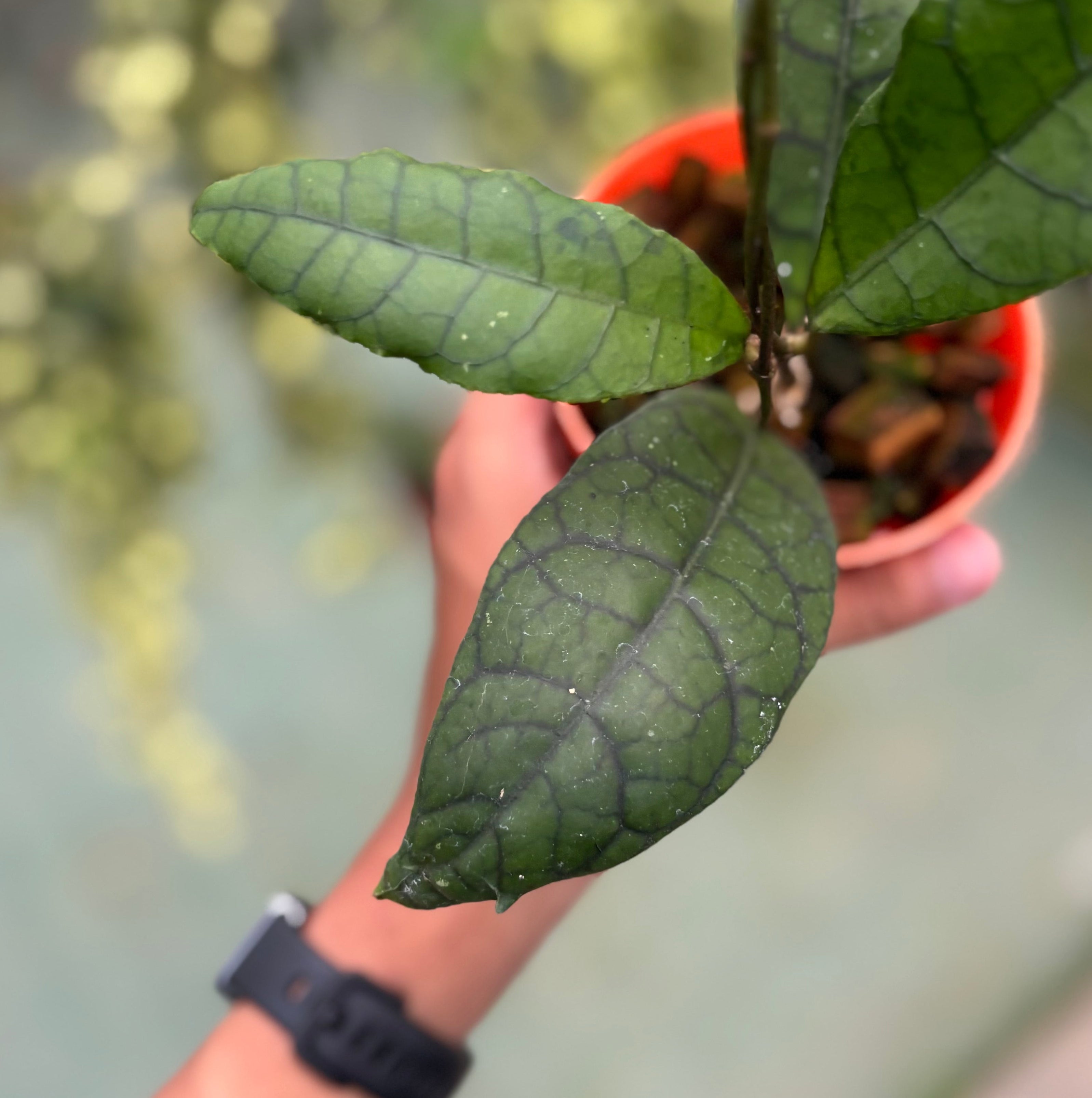 Hoya callistophylla ‘king’