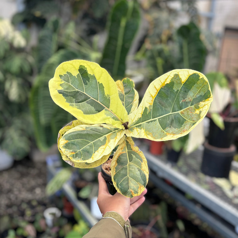 Ficus lyrata variegated