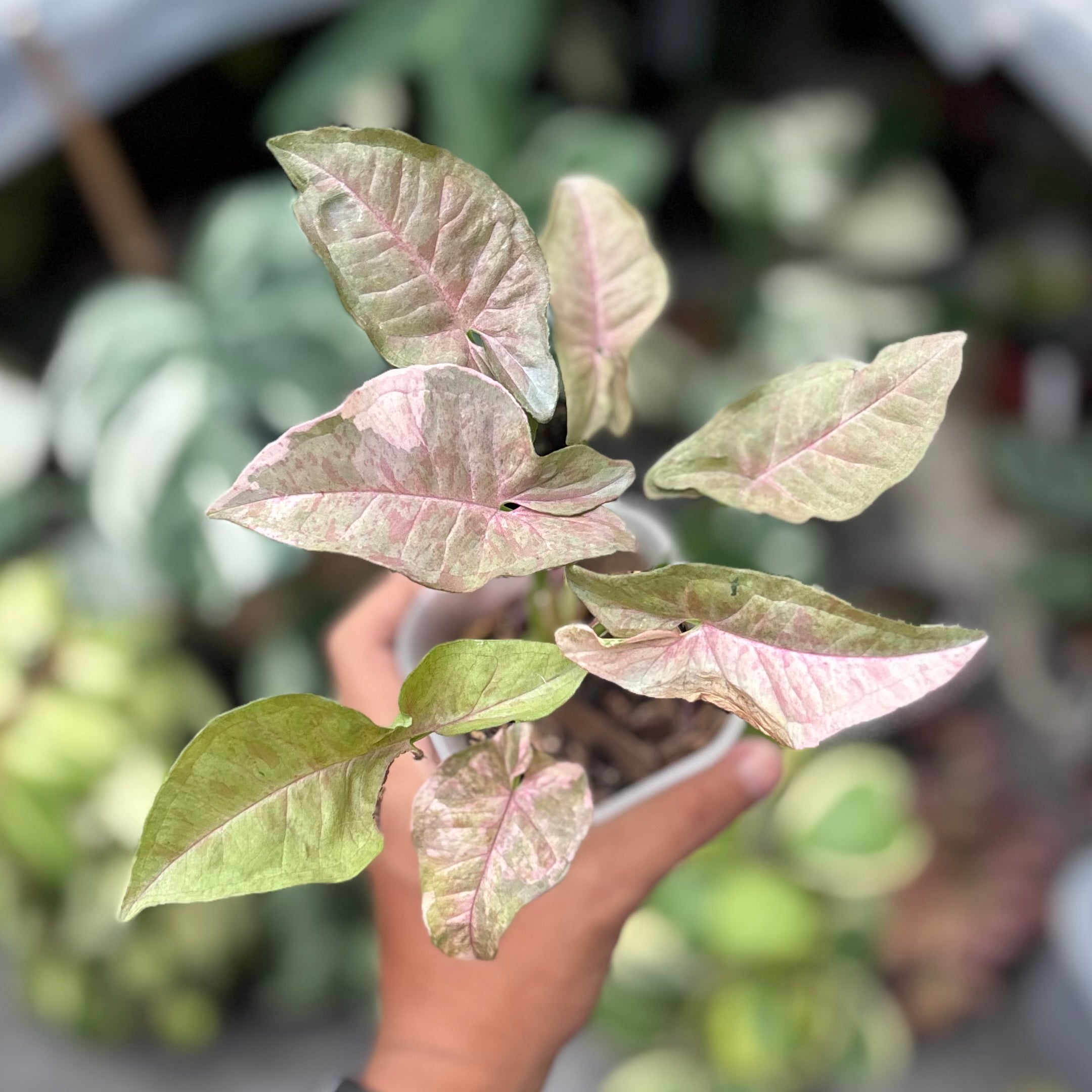 Syngonium pink spot double variegated - PSDV
