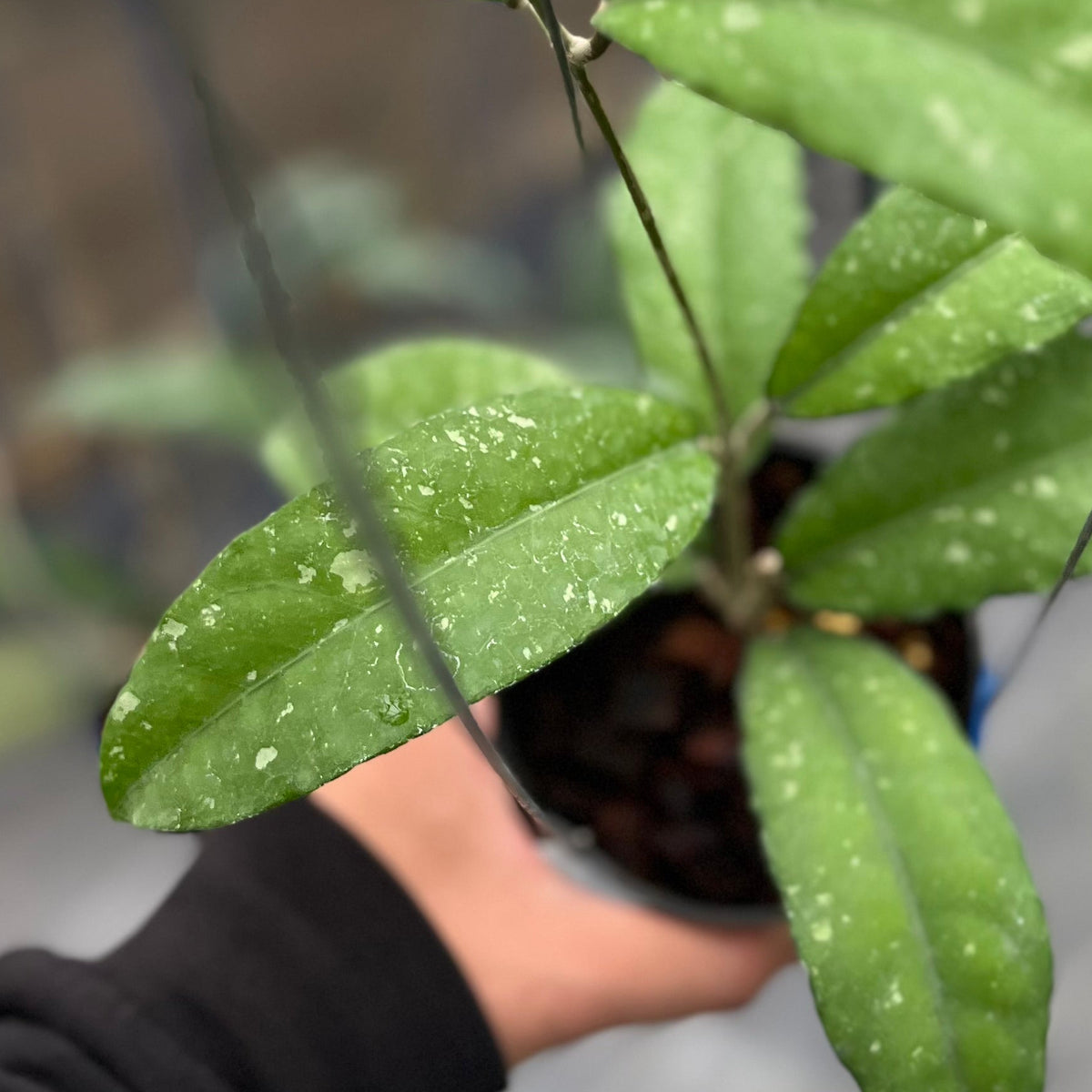 Hoya sp aceh pegasus