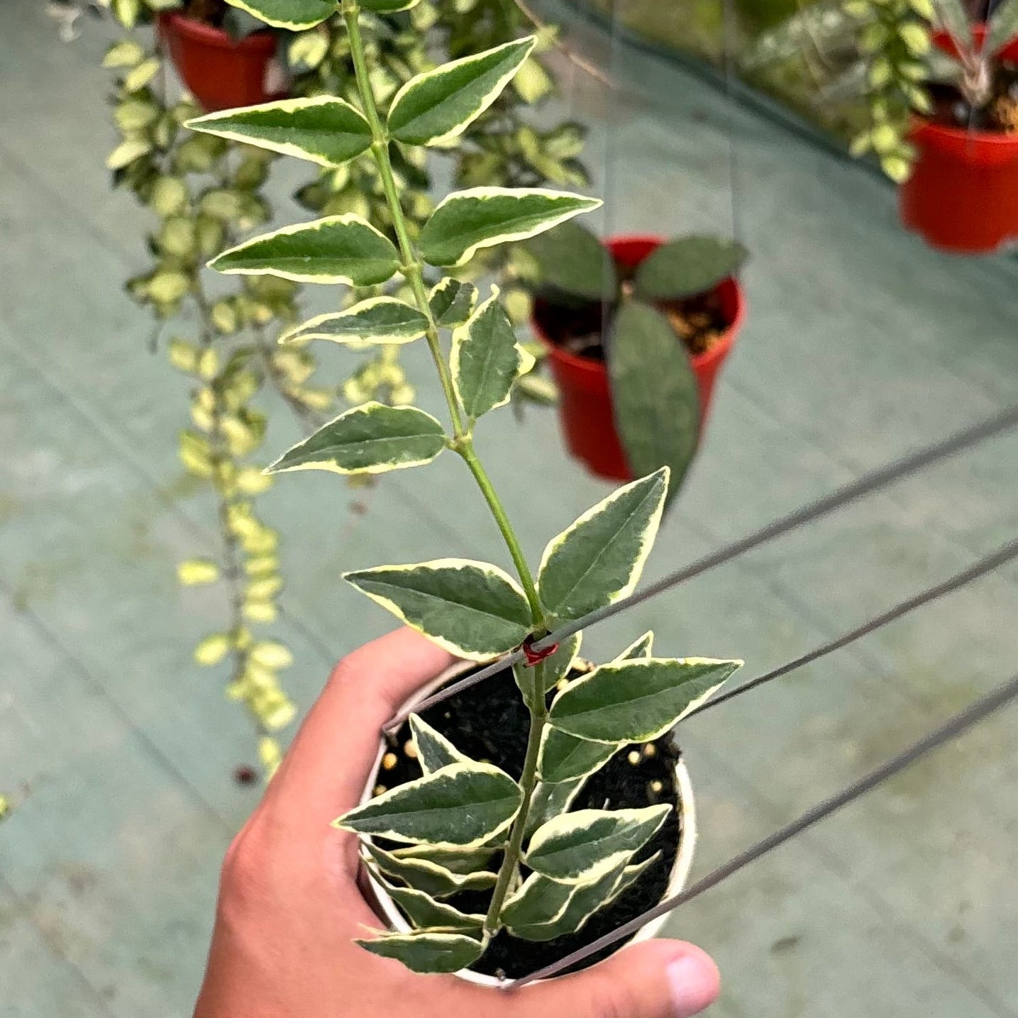 Hoya bella albomarginata