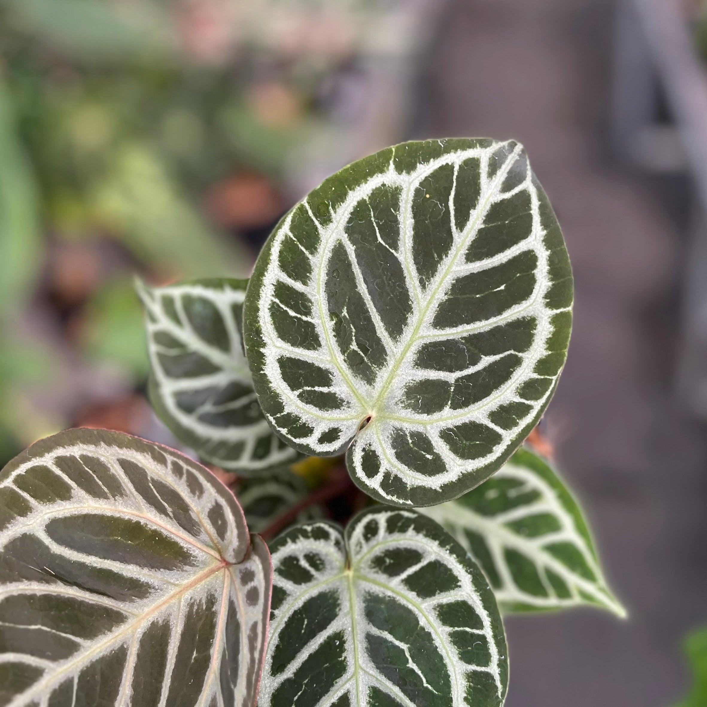 Anthurium red tiger