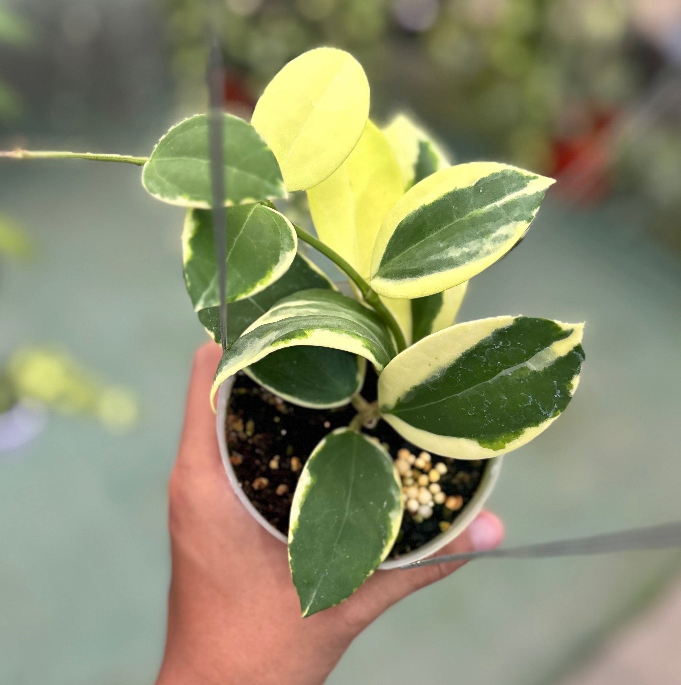 Hoya sp para albomarginata